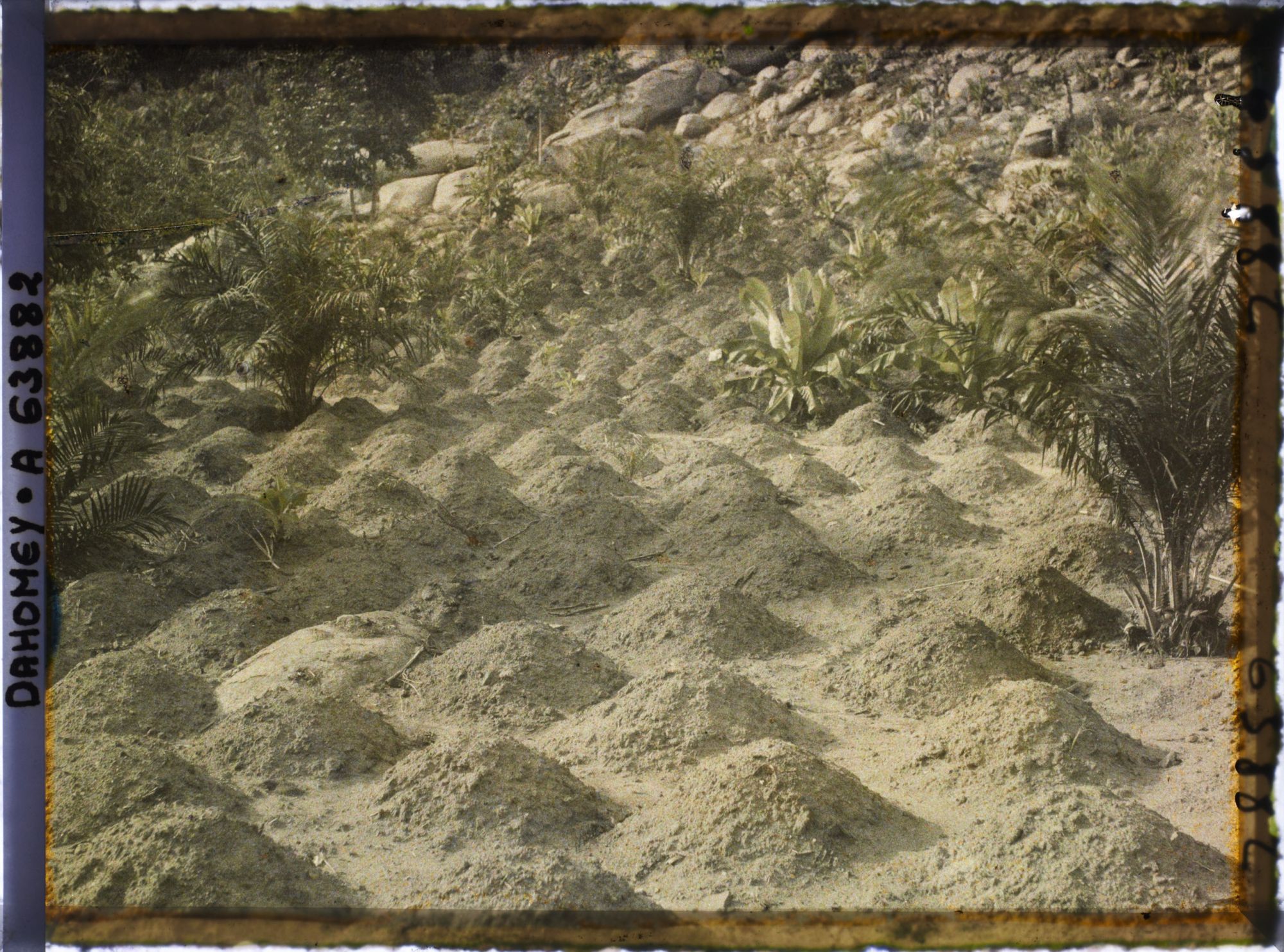 Image représentant Culture de maïs à flanc de montagne