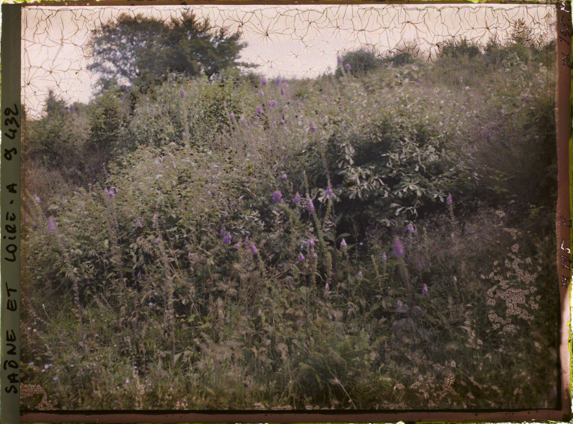 Image représentant Ensemble de digitales pourpres en cours de floraison