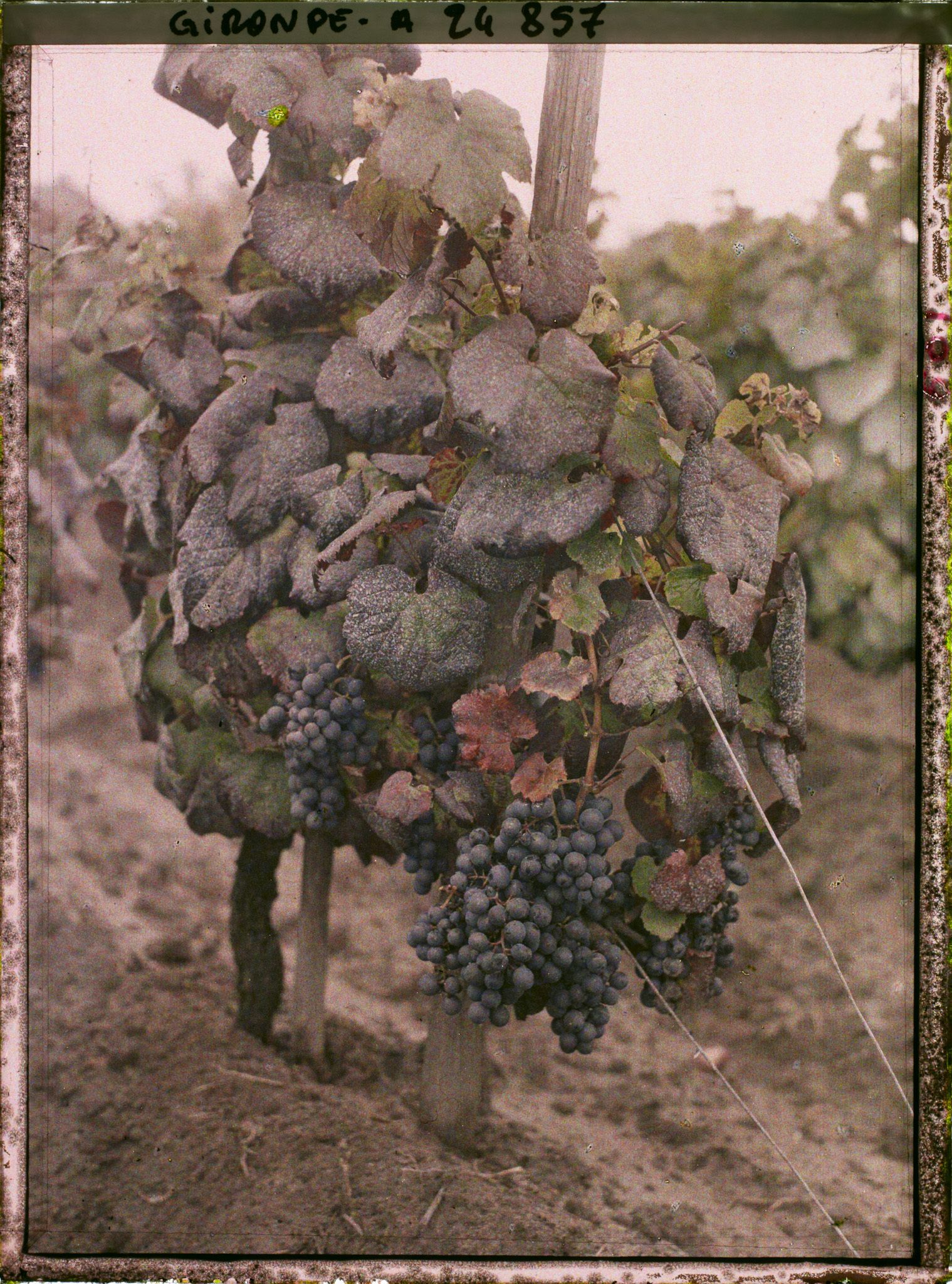 Image représentant Un cépage dit Merlot