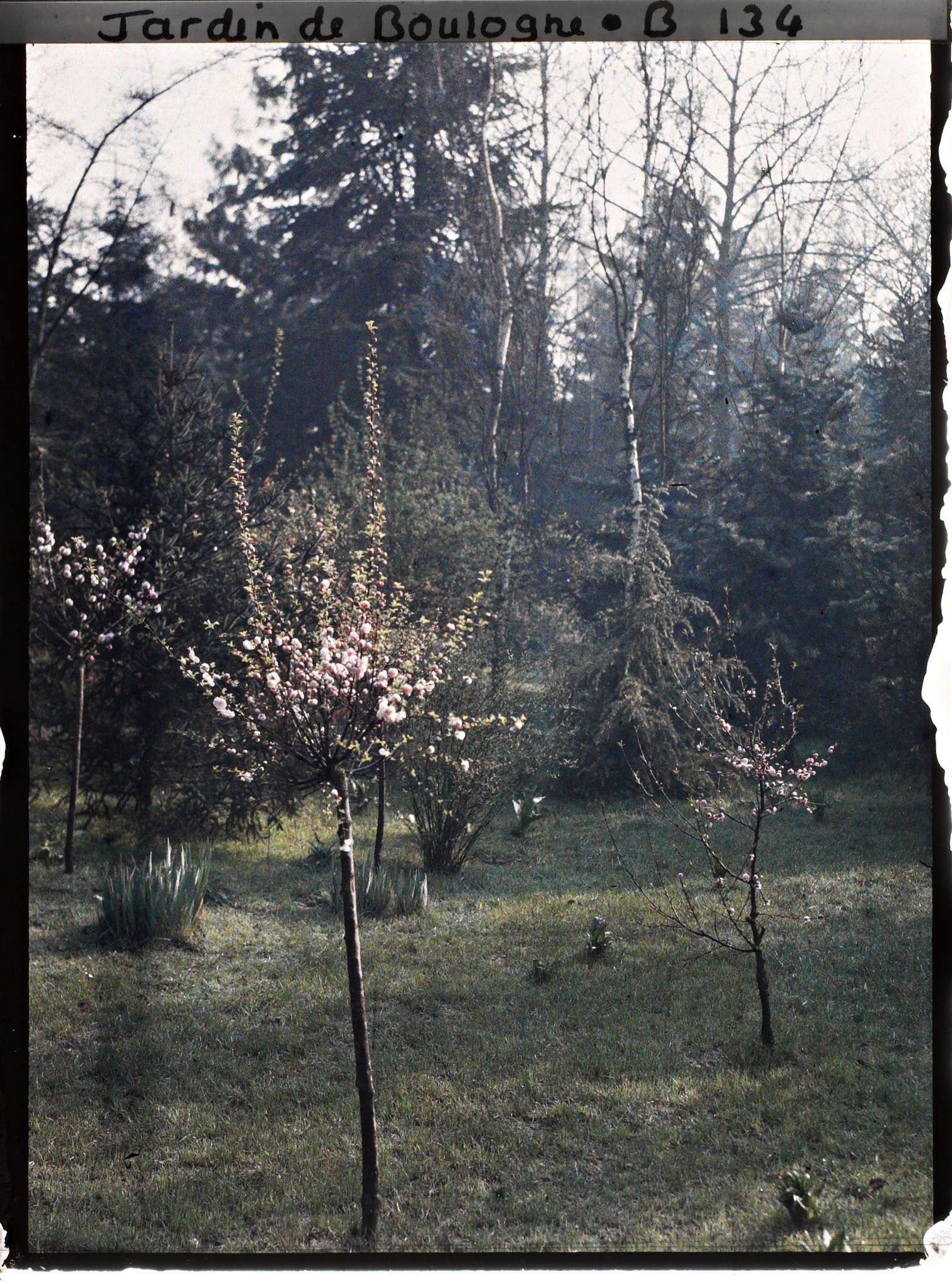 Image représentant Amandiers de Chine en fleurs dans la forêt dorée à proximité du marais