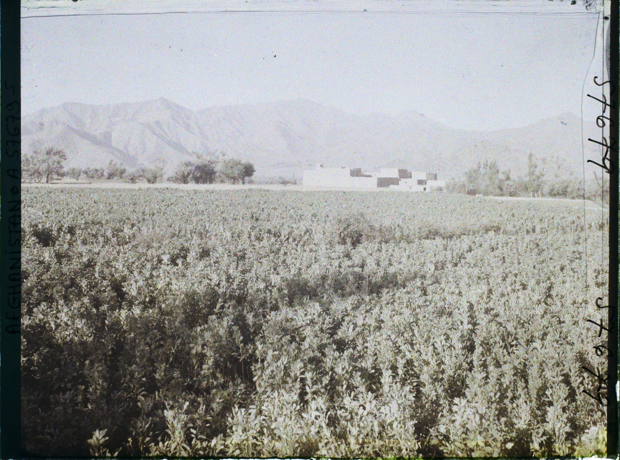 Image représentant Afghanistan, Meidan, Champs de fèves et de blé
