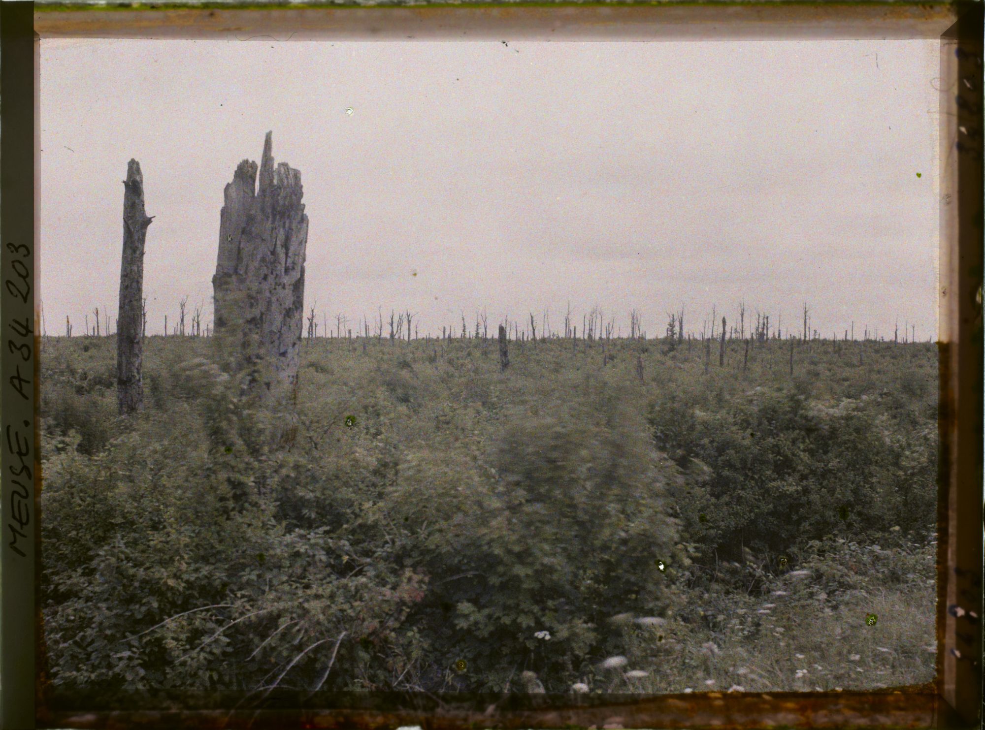 Image représentant France, La Tête à Vache, Le bois de la Louvière vu de la Tête à Vache
