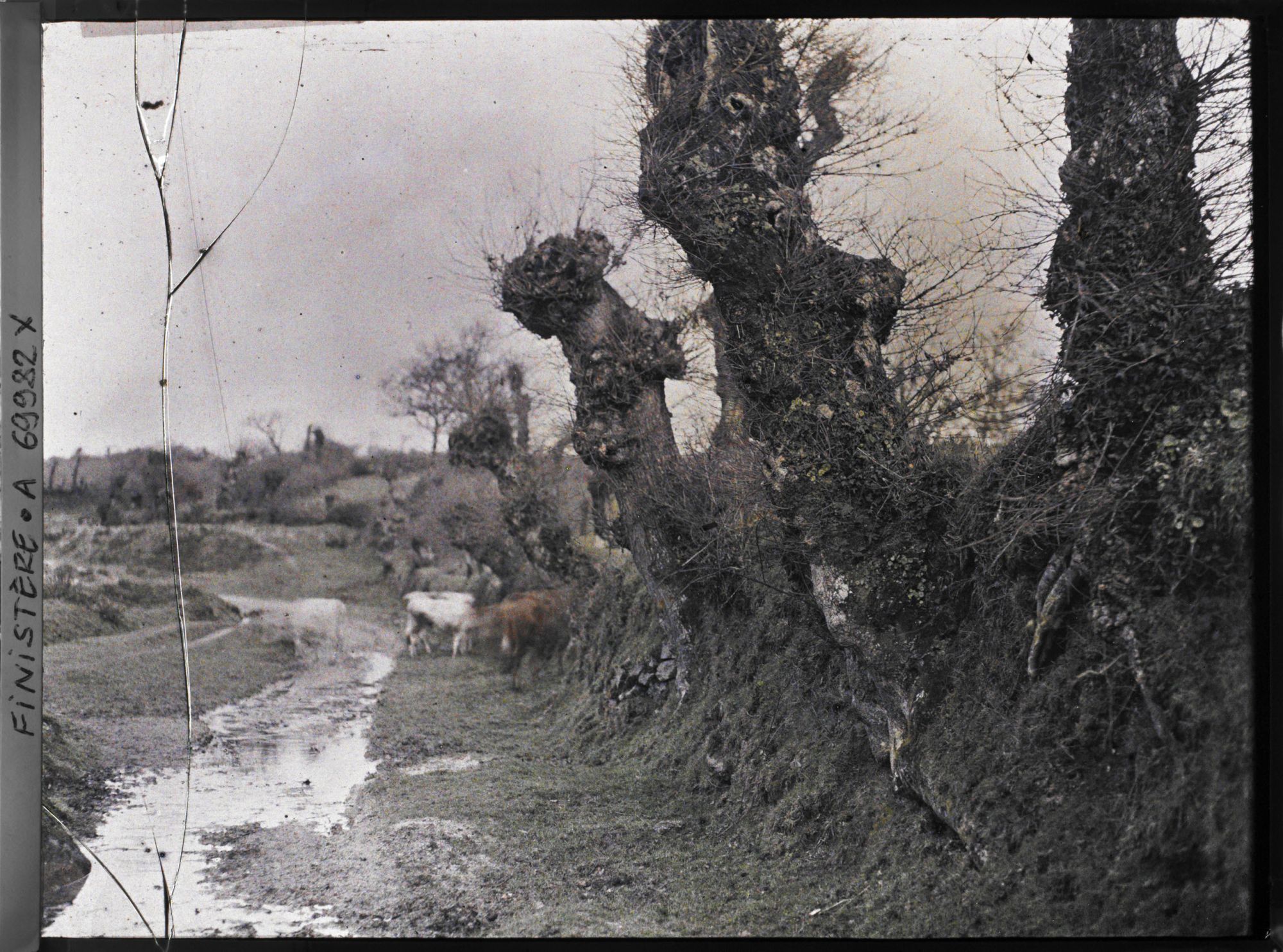 Image représentant Chemin creux et quelques vaches