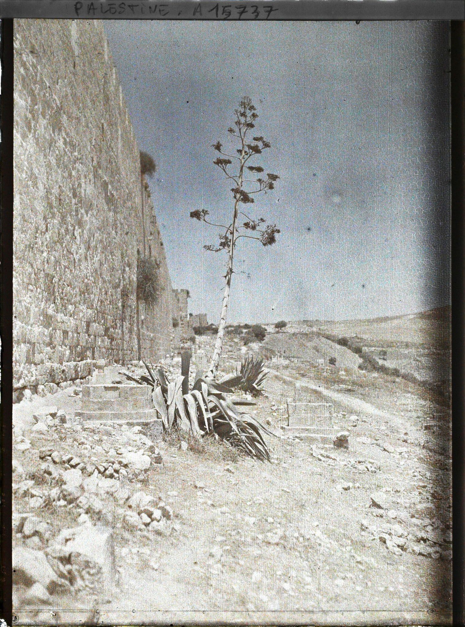 Image représentant Un jeune conifère au pied du rempart oriental de la vieille ville