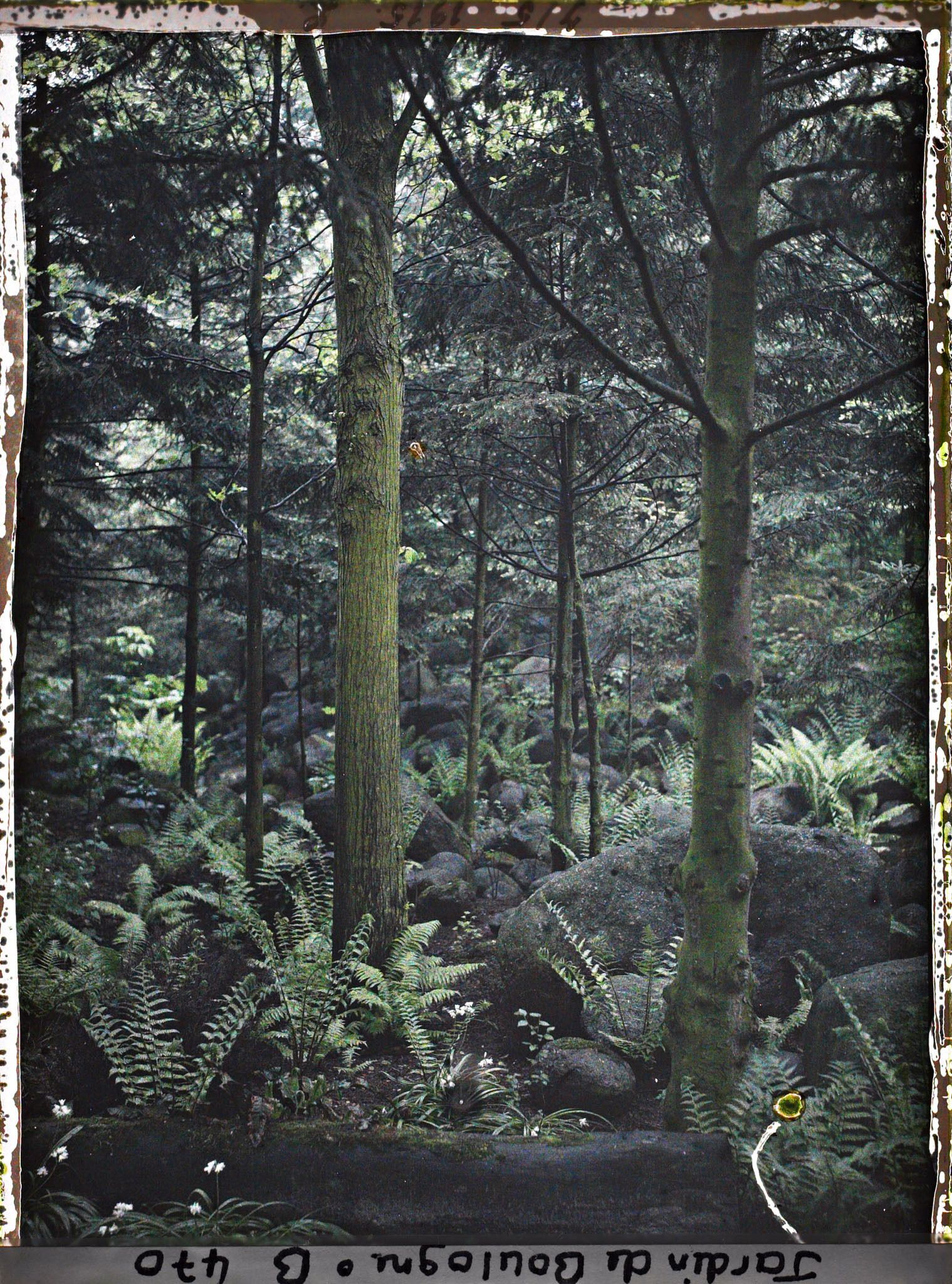 Image représentant Scène de sous-bois valloné dans la forêt vosgienne
