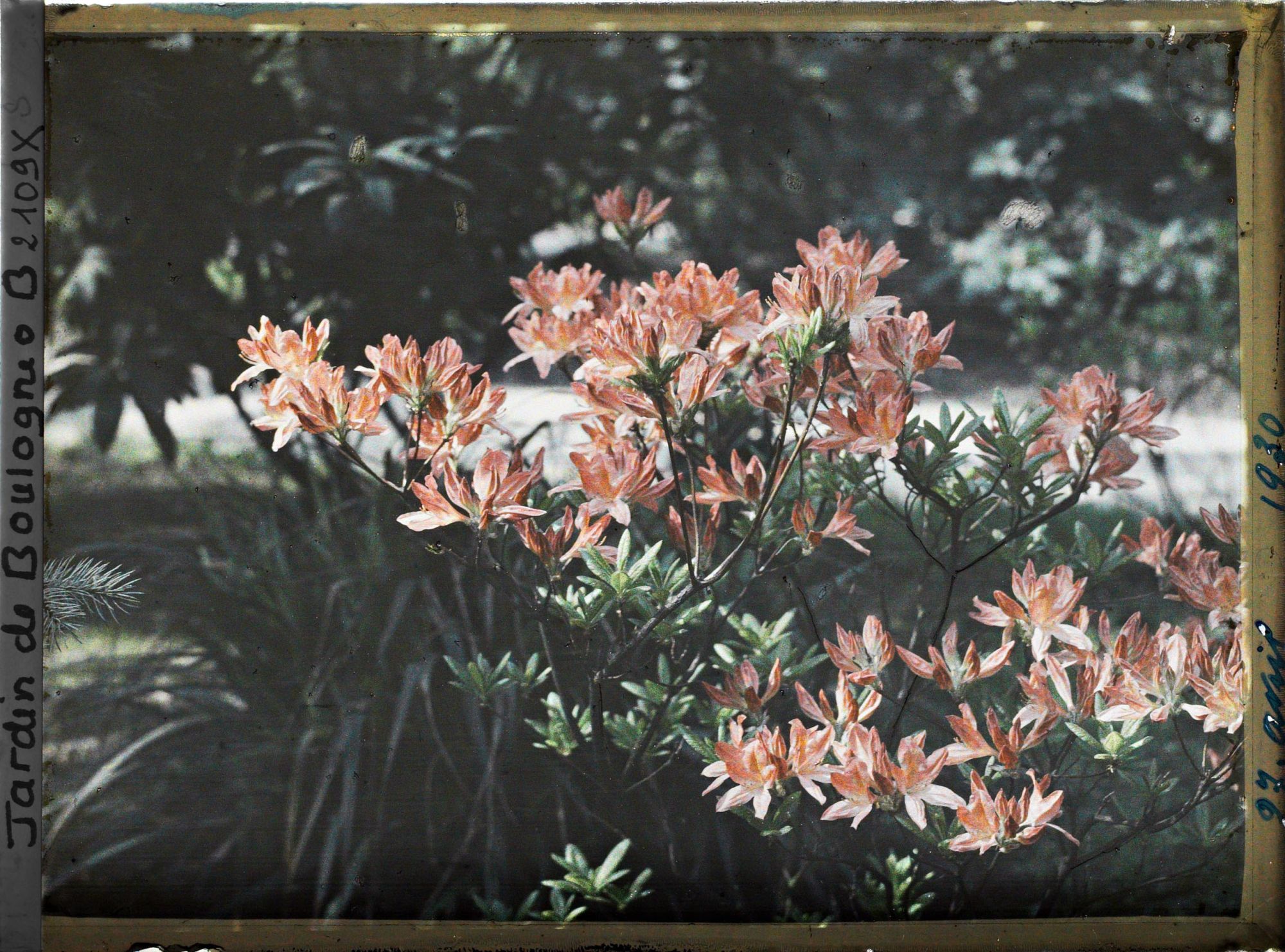 Image représentant azalées