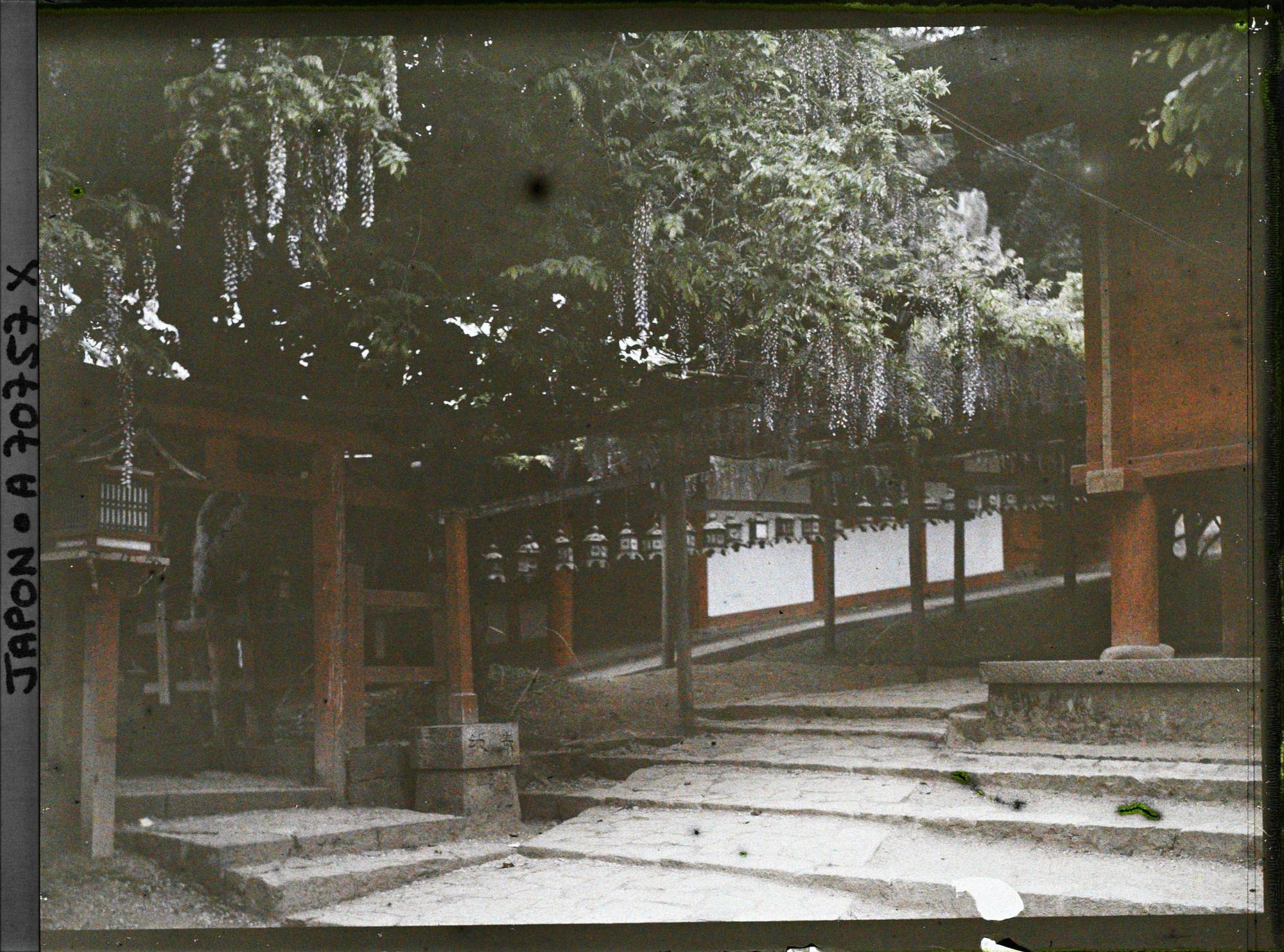 Image représentant Sanctuaire Kasuga-Jinja (ou Kasuga-Taisha) : la glycine Sunazurino-fuji