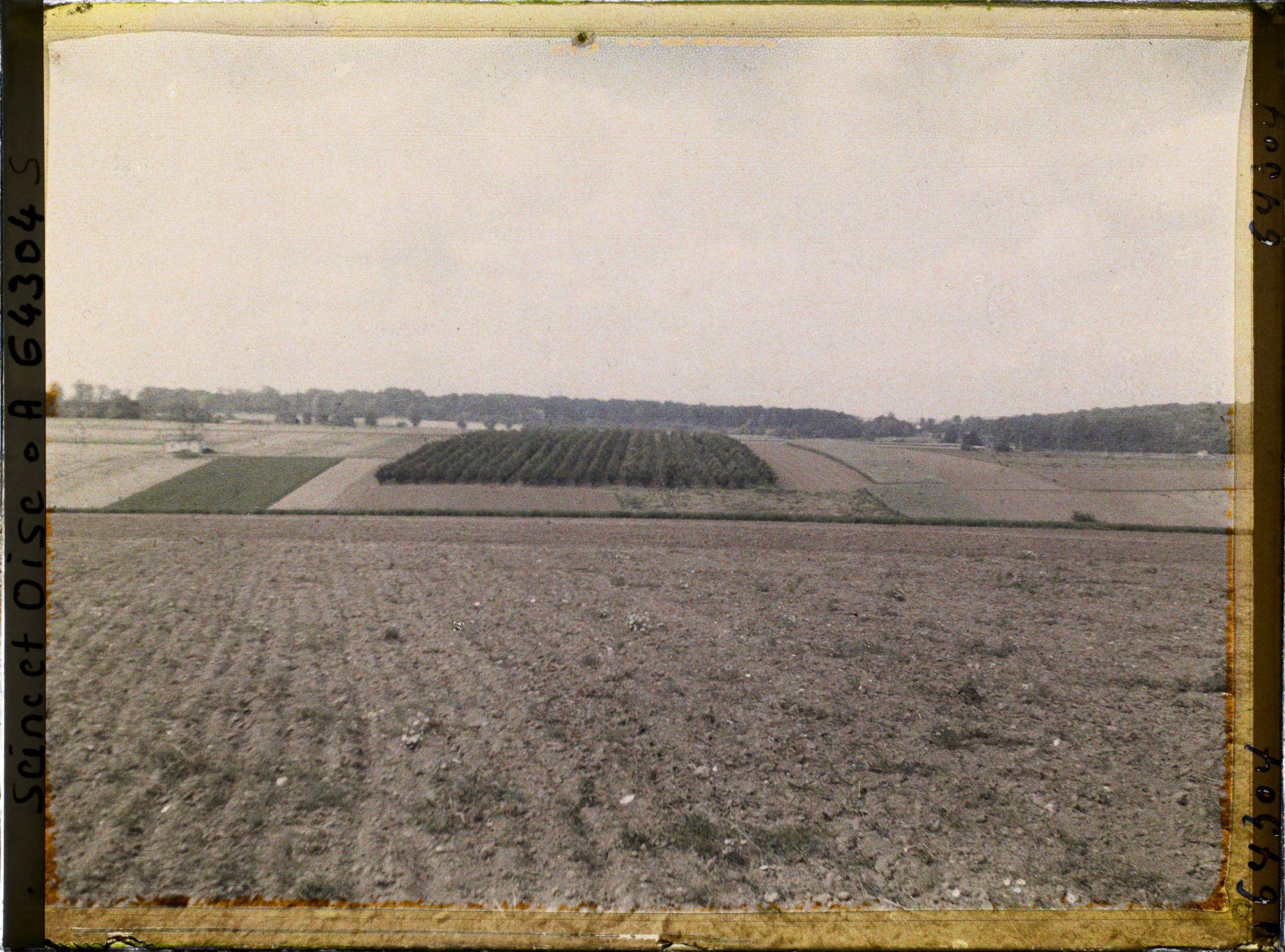 Image représentant Ile de France, Sarcelle St Briec, Verger de poiriers