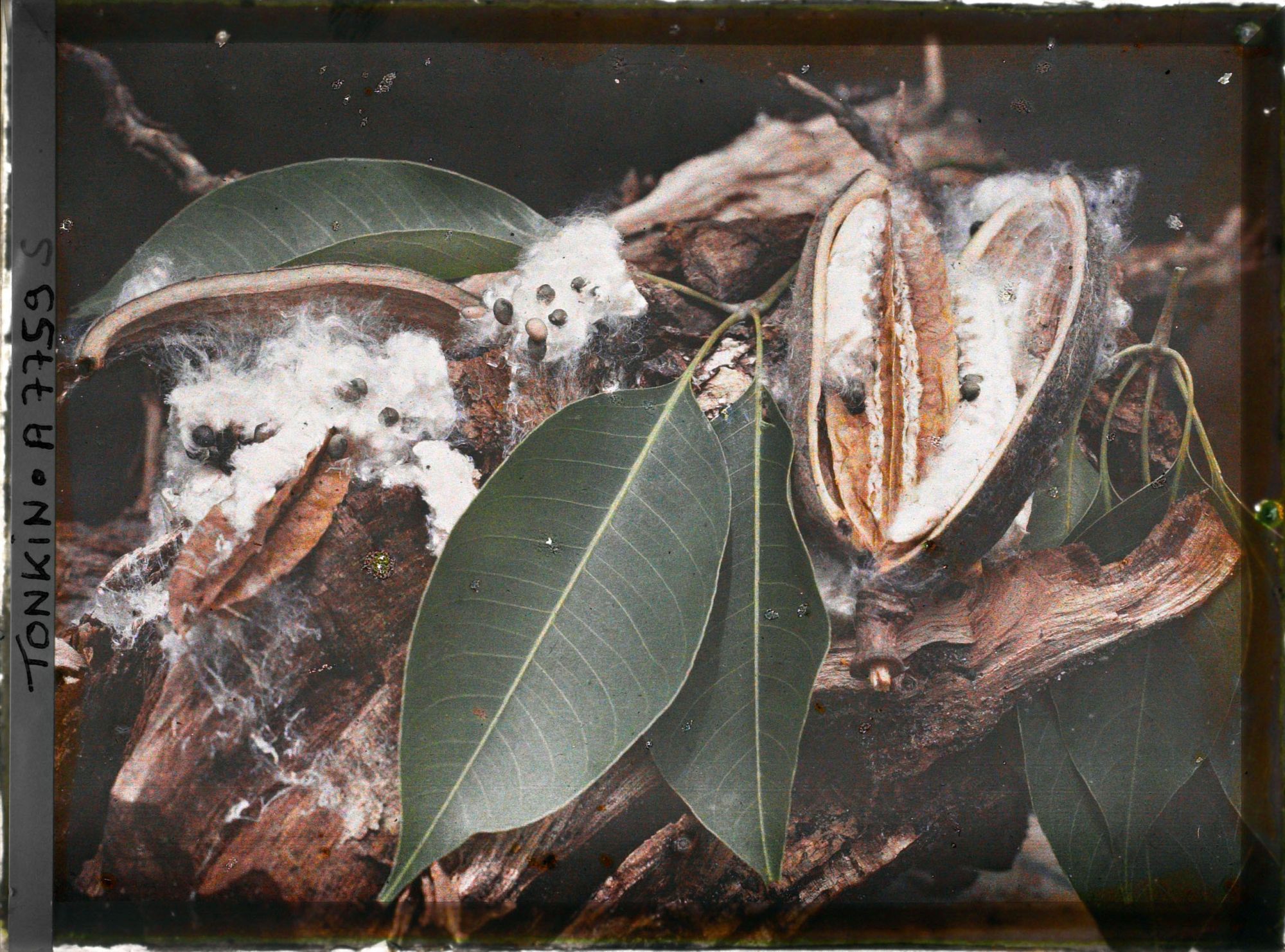 Image représentant Les feuilles et les fruits du kapokier