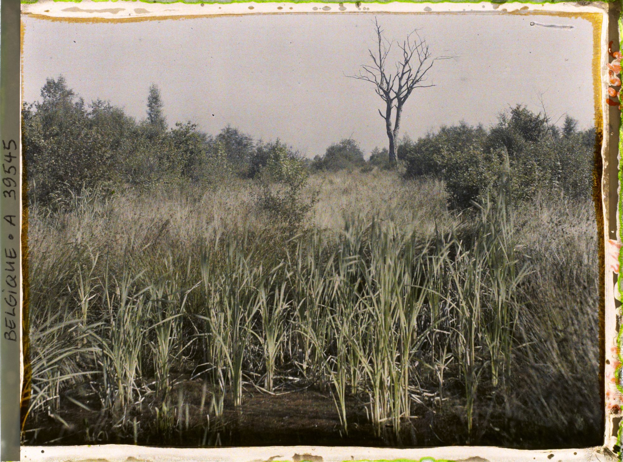 Image représentant Belgique, Font d'Houthulst, Un aspect de la forêt