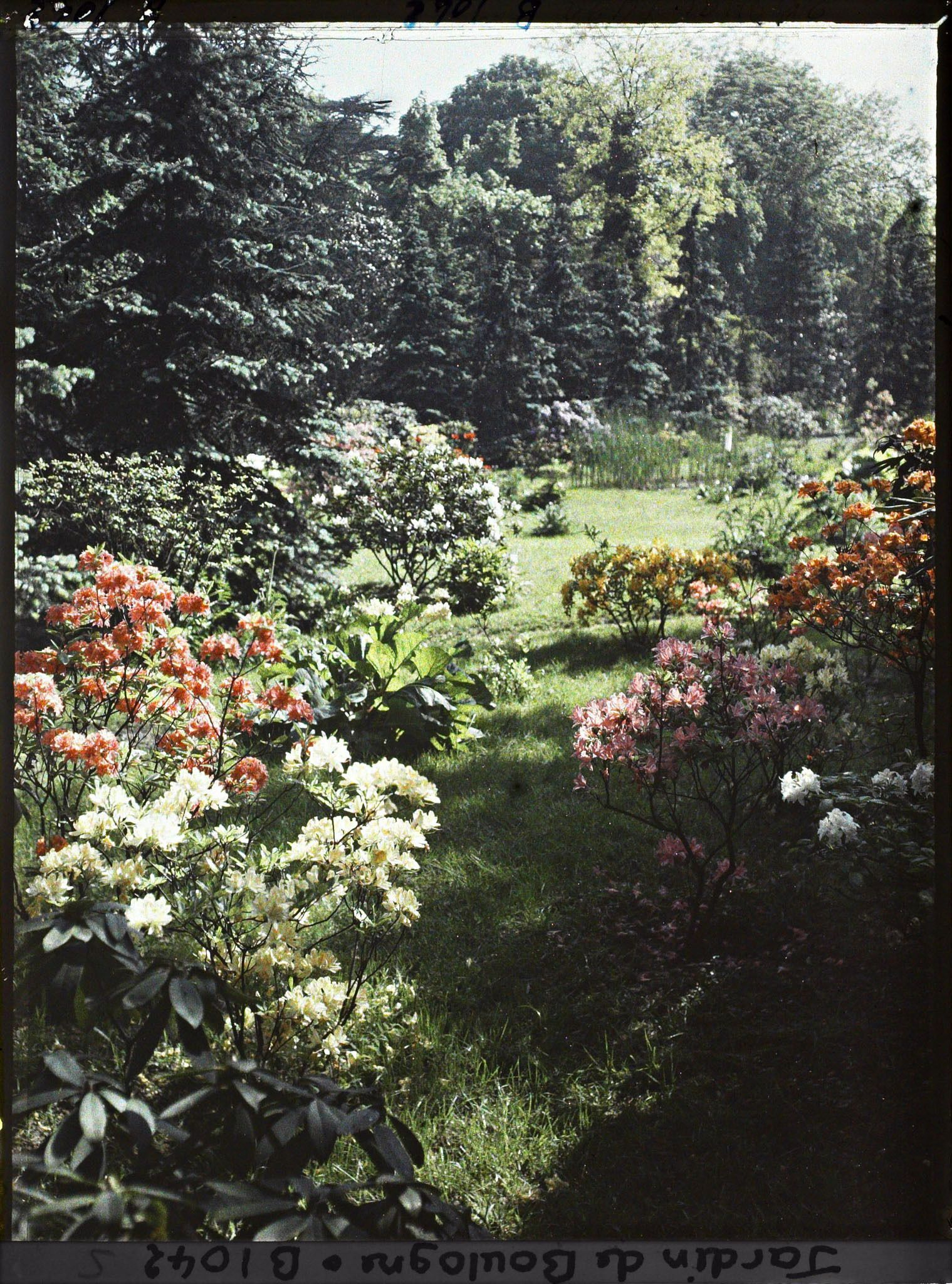 Image représentant Azalées dans la forêt bleue, à l'arrière-plan le marais