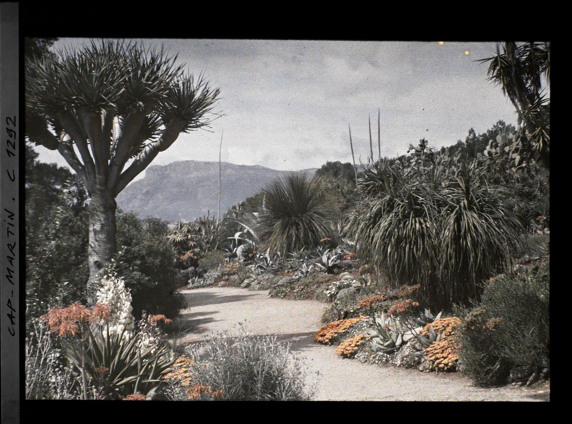 Image représentant allée bordée de soucis