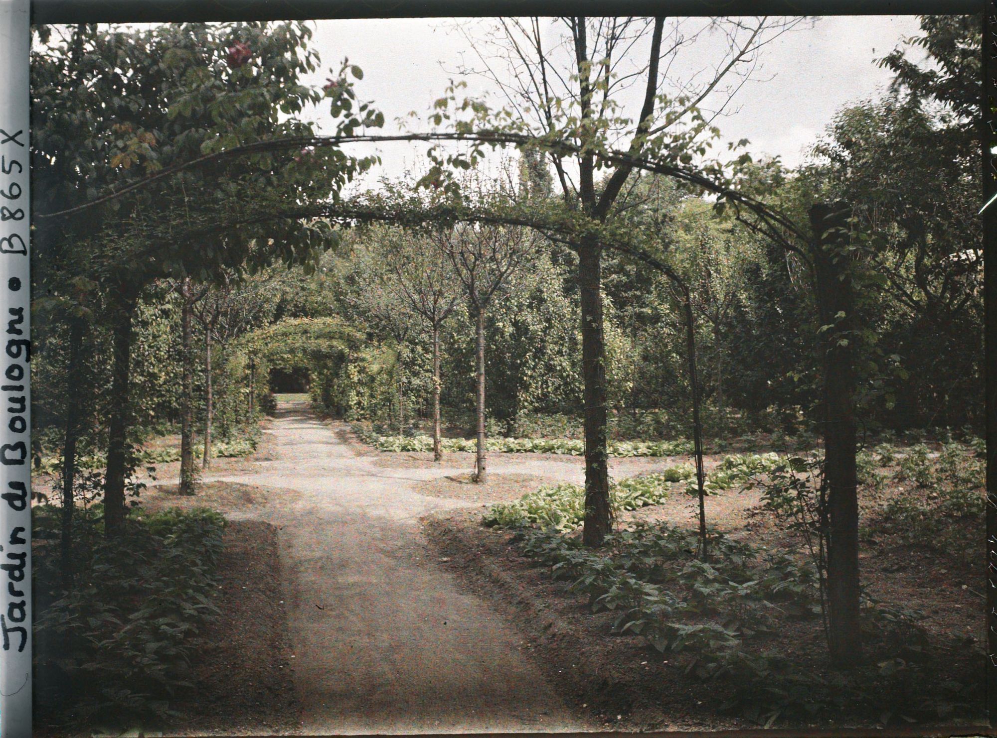 Image représentant Axe central du verger-roseraie bordé de légumes, vu non loin de la dépendance en direction de l'est