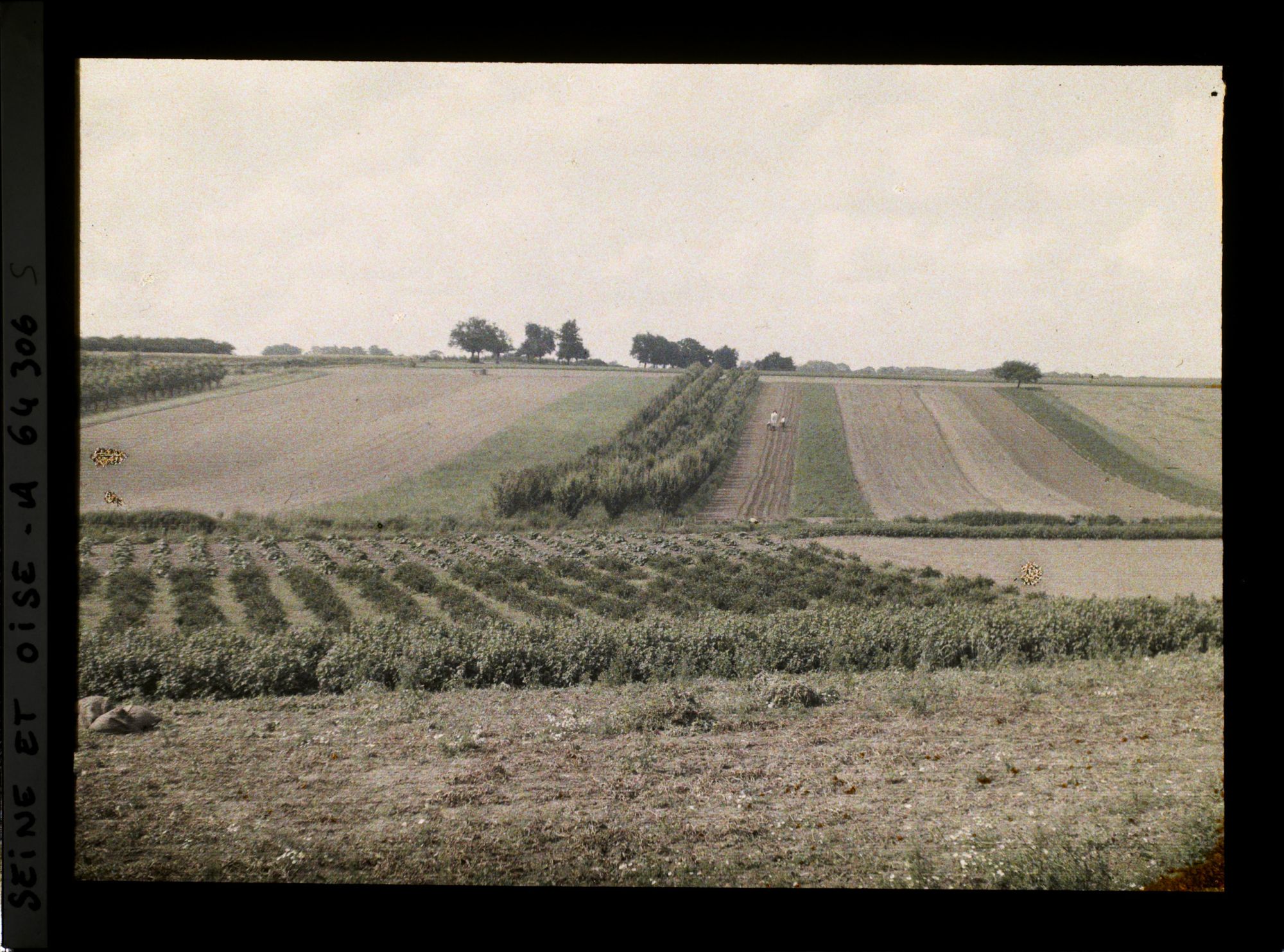 Image représentant Ile de France, Sarcelle St Briec, Verger de poiriers