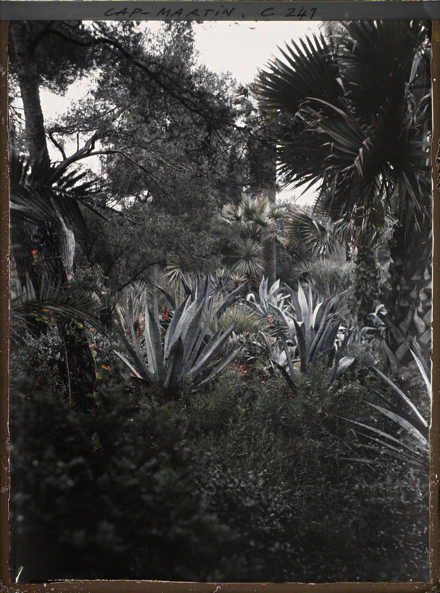 Image représentant Cap-Martin - Le Jardin