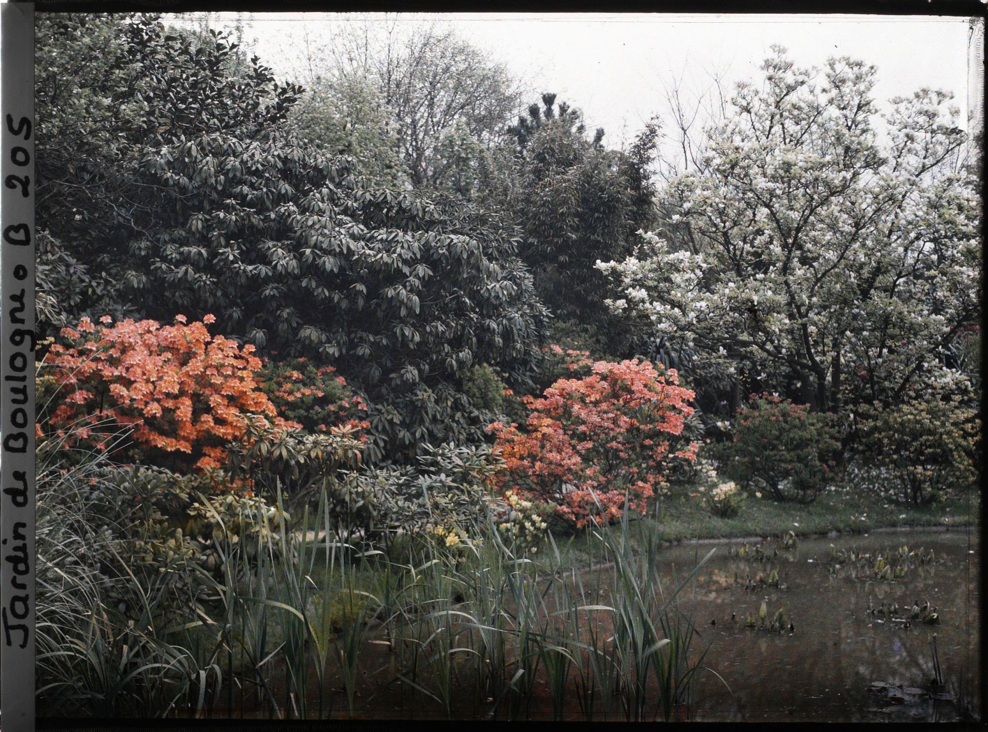 Image représentant Massif d'arbustes flamboyants en bordure " d'étang ", vu vers le nord-est du marais