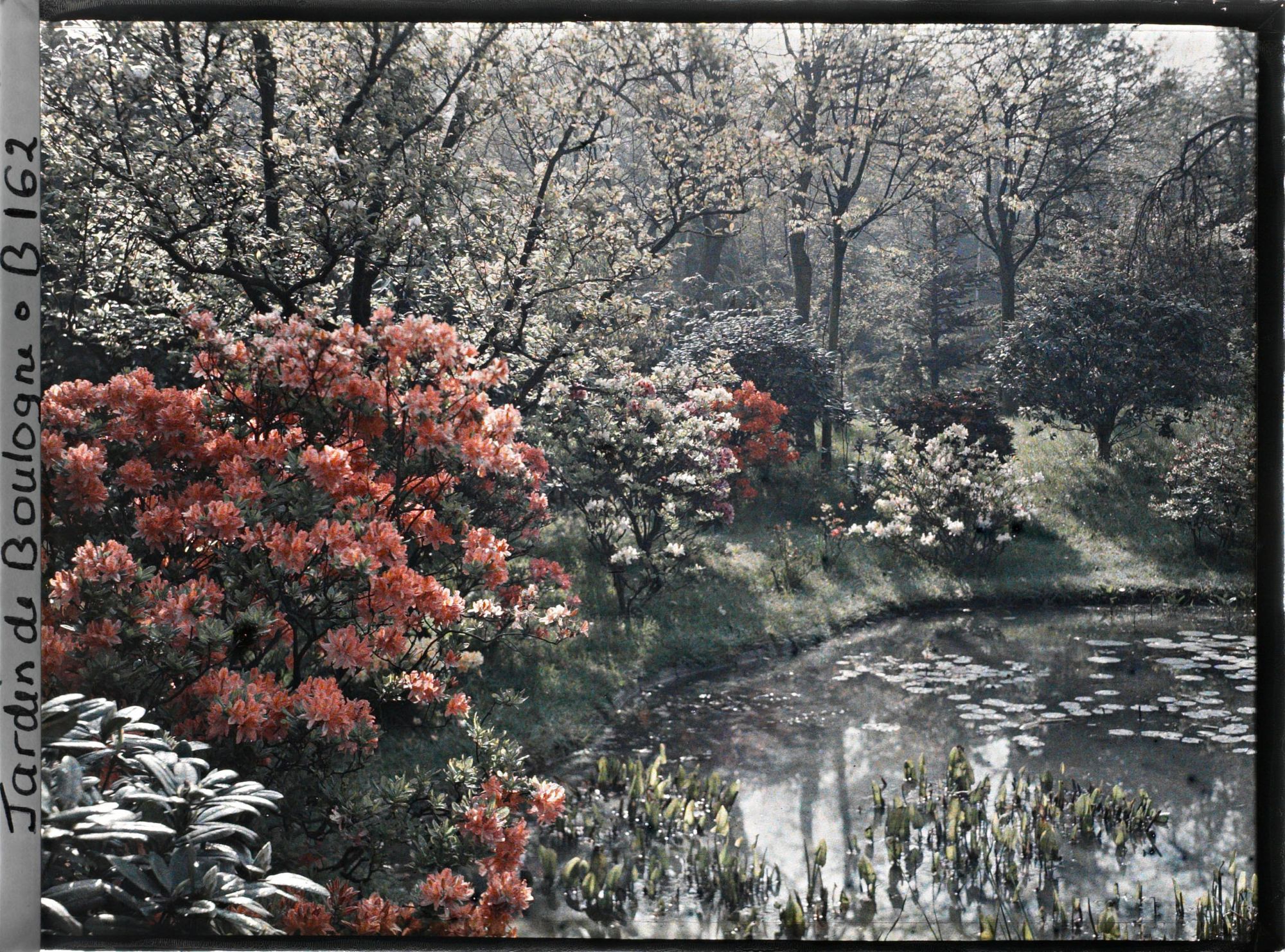 Image représentant Massif d'arbustes en fleurs en bordure " d'étang ", vu vers l'est, sud-est du marais