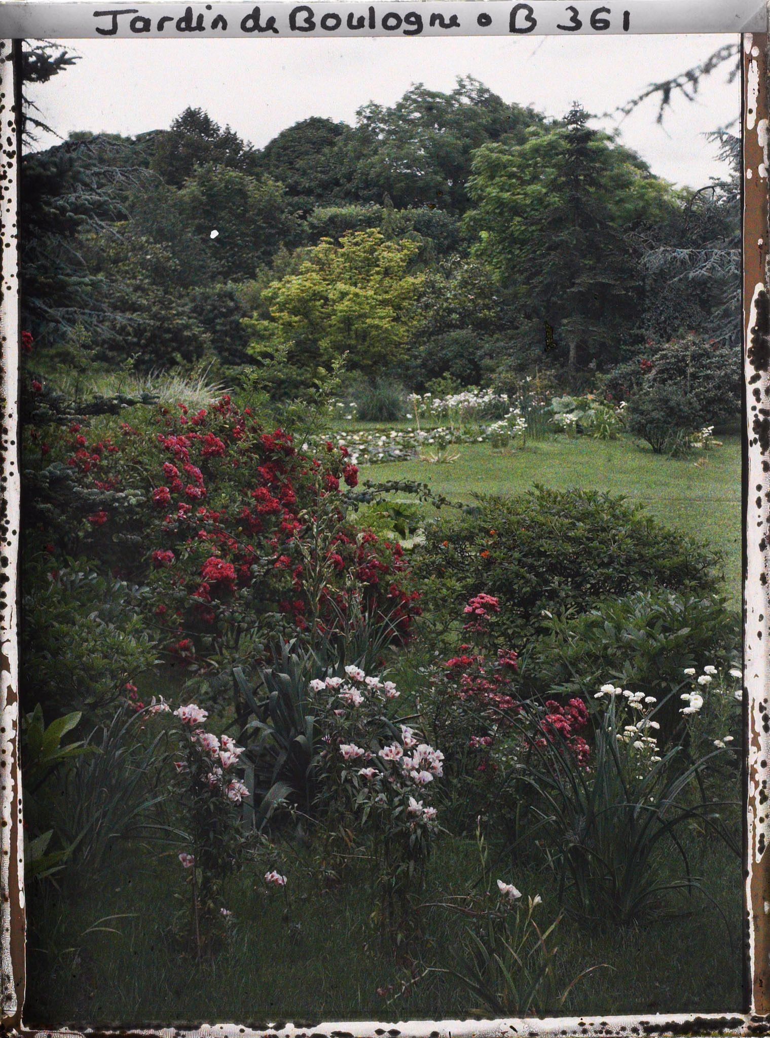 Image représentant Rosier buissonnant et autres plantes formant un massif vu non loin du marais, en direction du nord