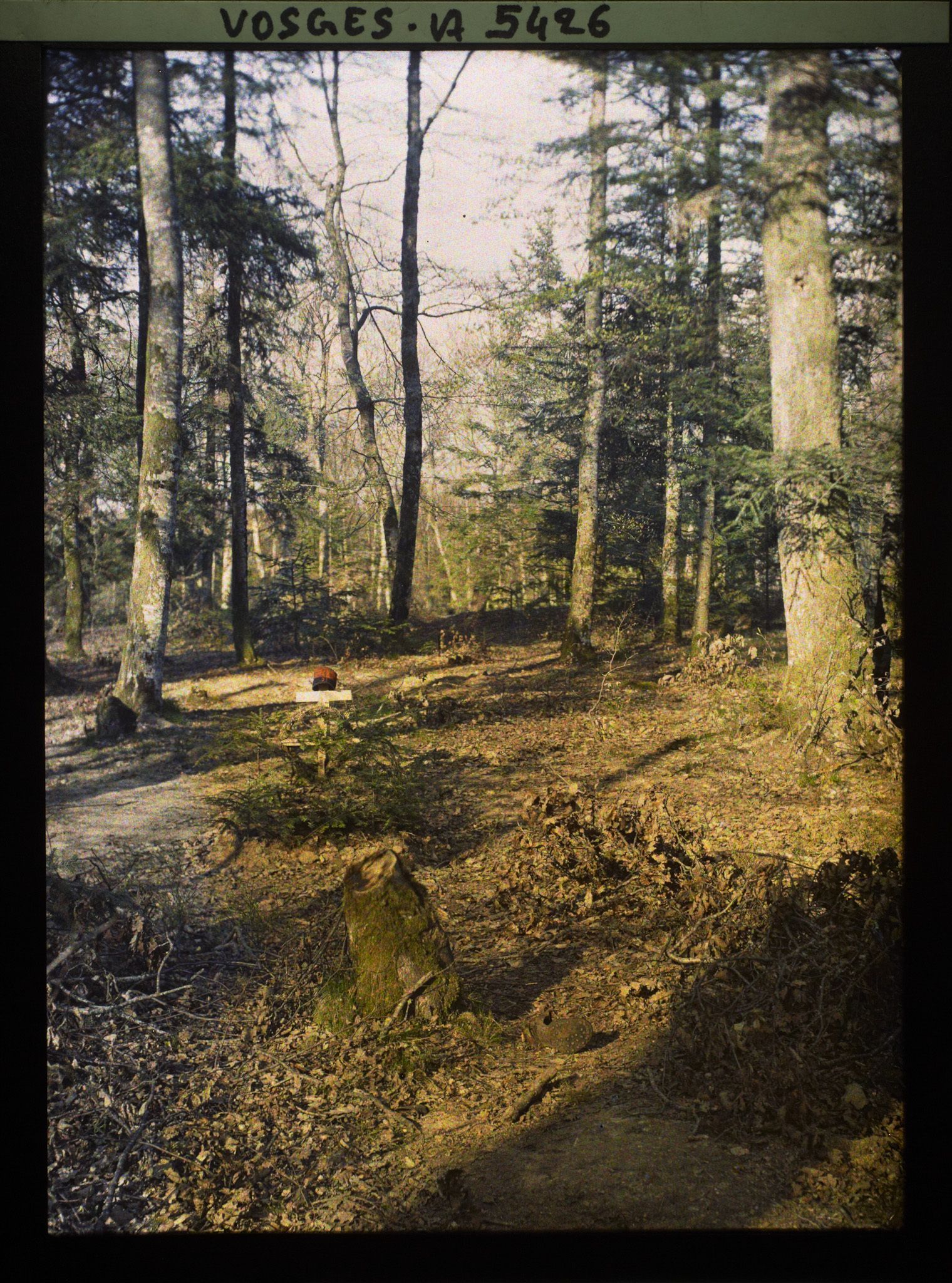 Image représentant [Tombe de soldat dans les bois]