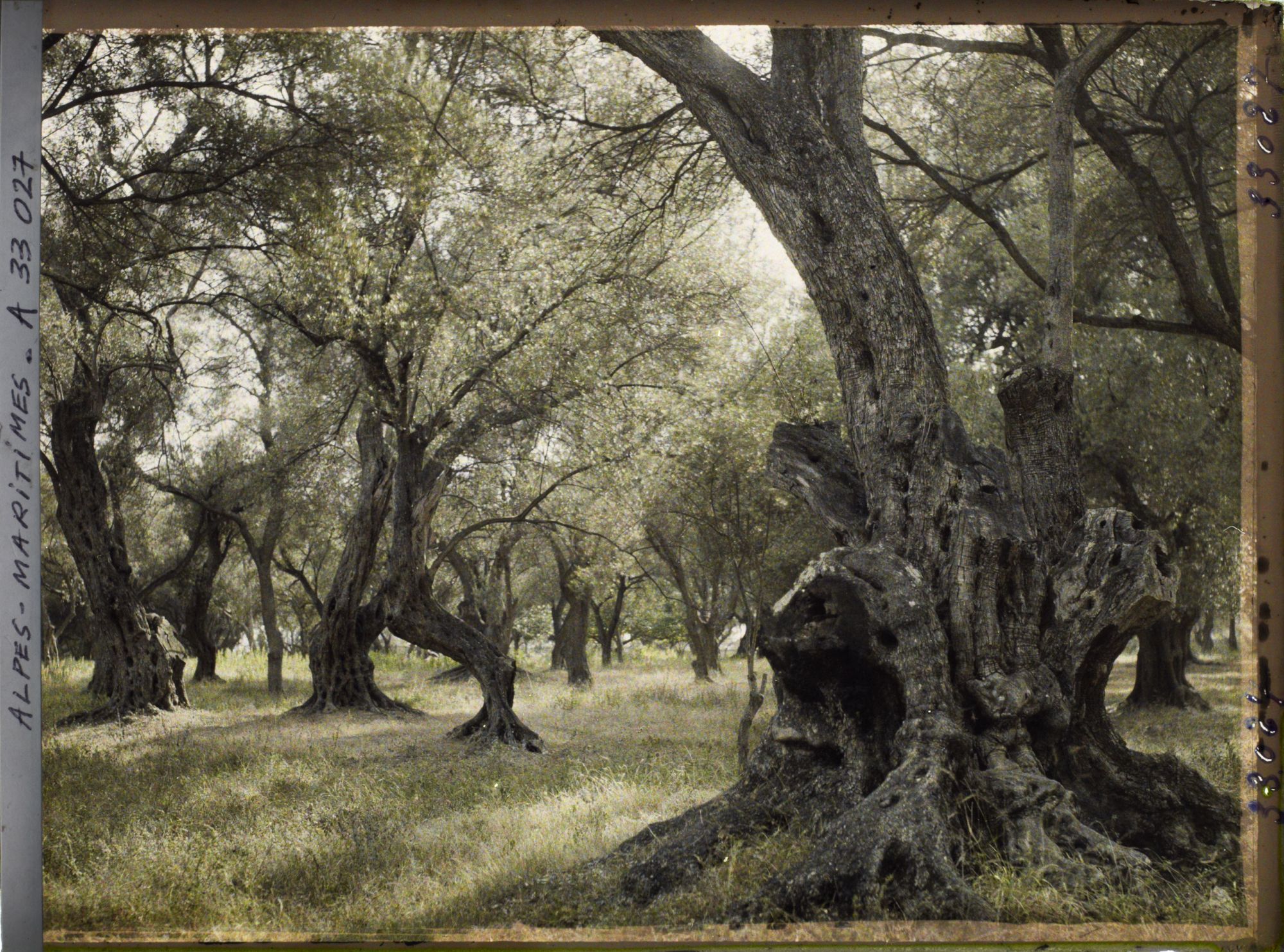 Image représentant Forêt d'oliviers
