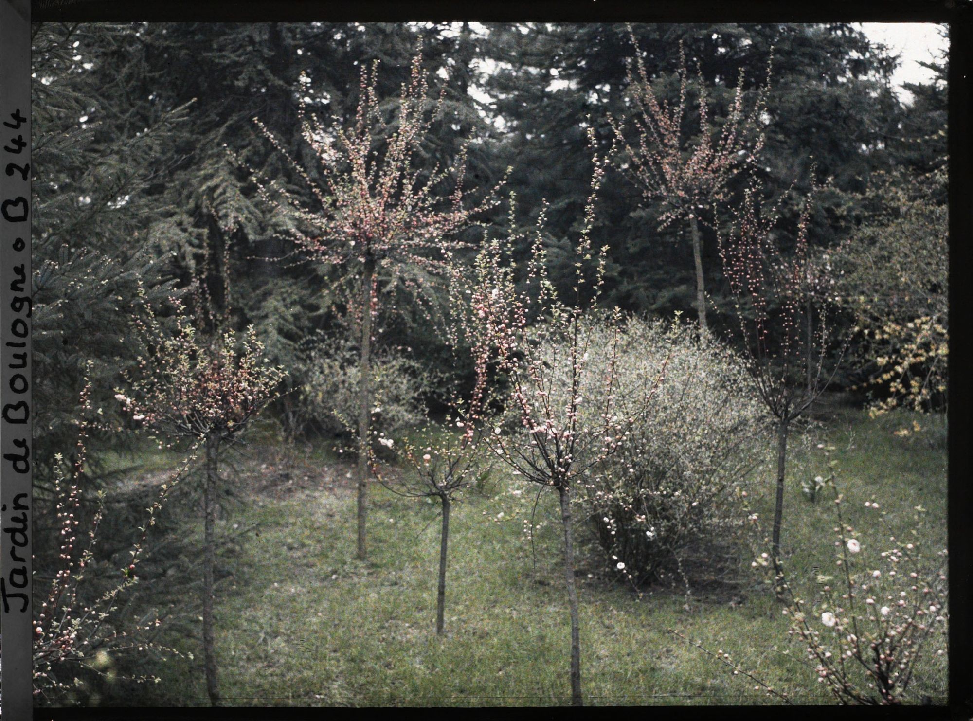 Image représentant Amandiers de Chine en fleurs à proximité du marais