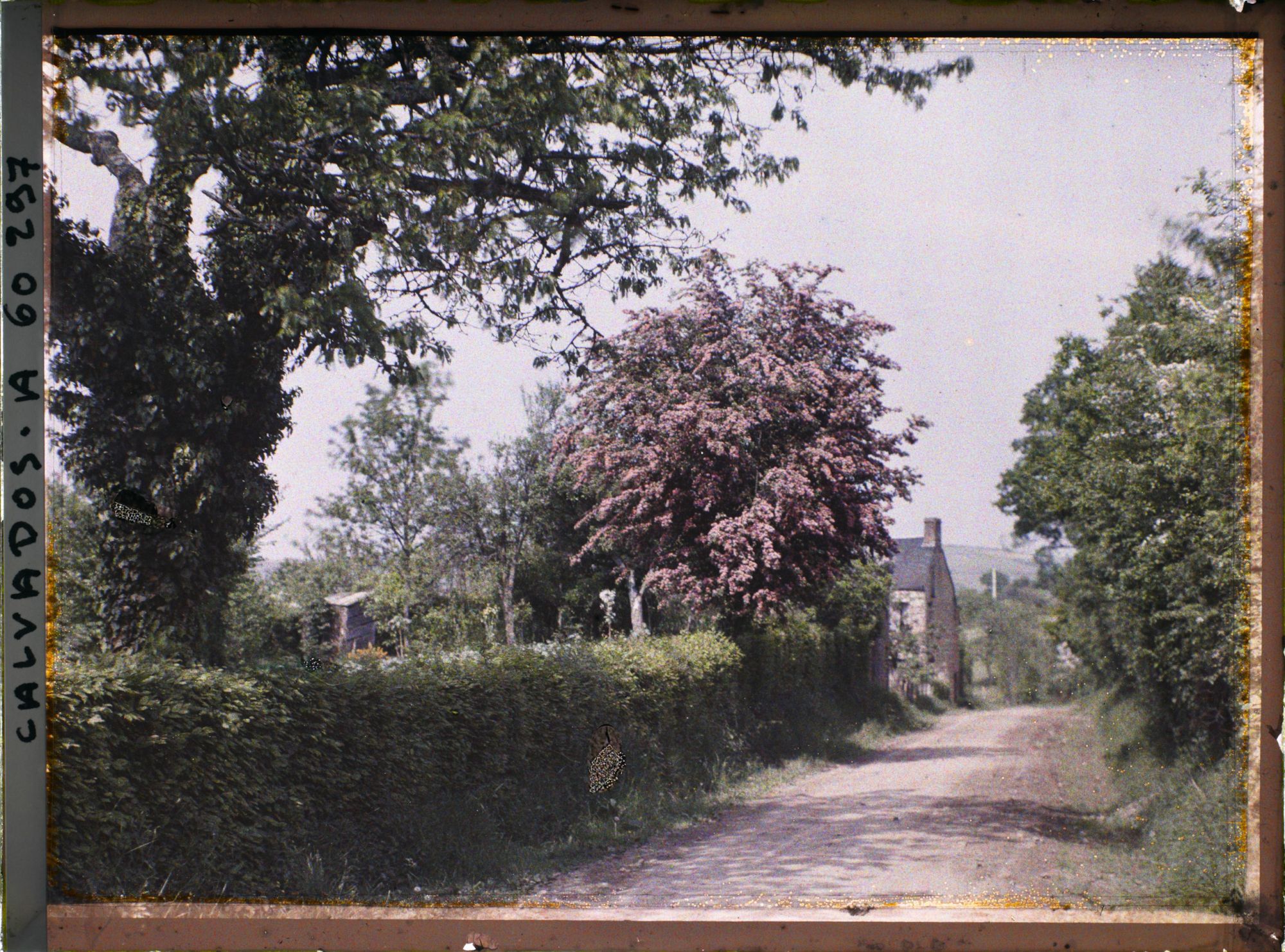 Image représentant Les aubépines