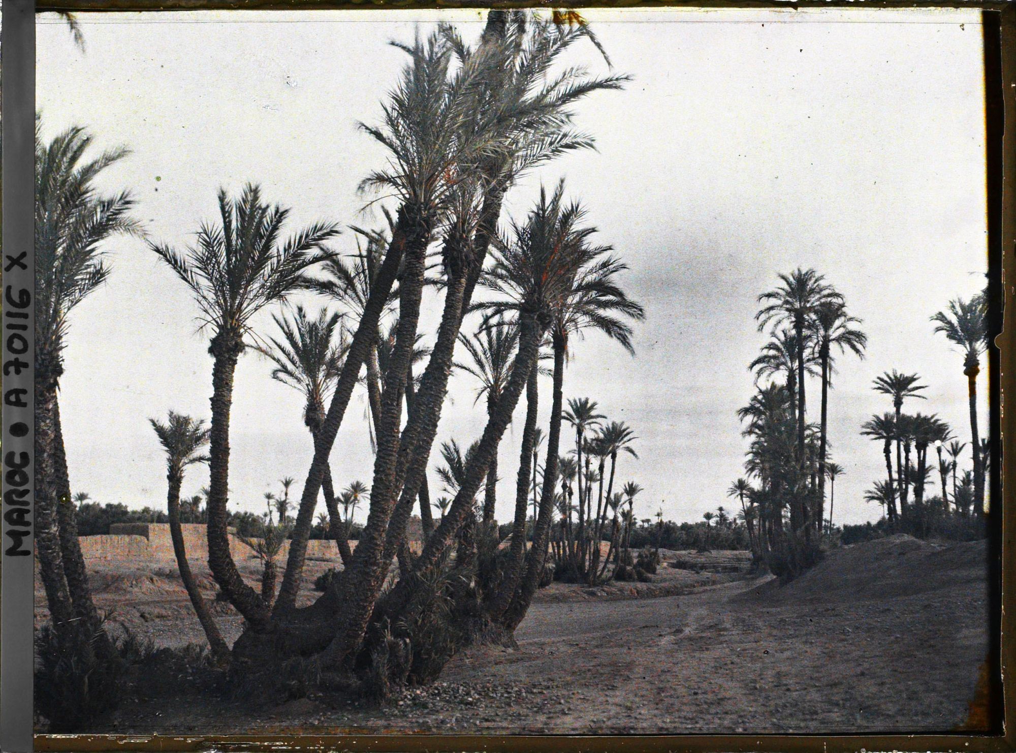 Image représentant La palmeraie