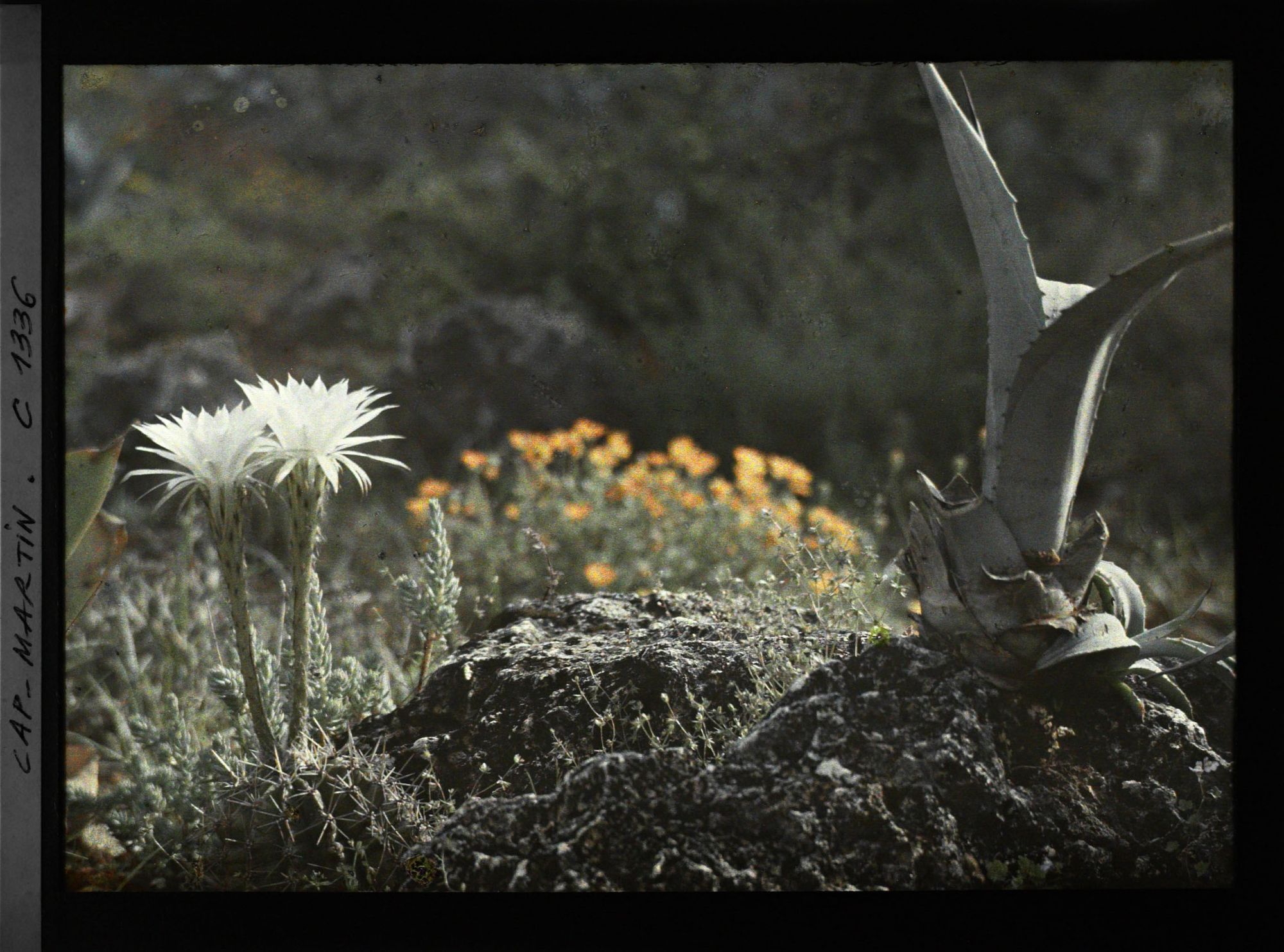 Image représentant Fleurs