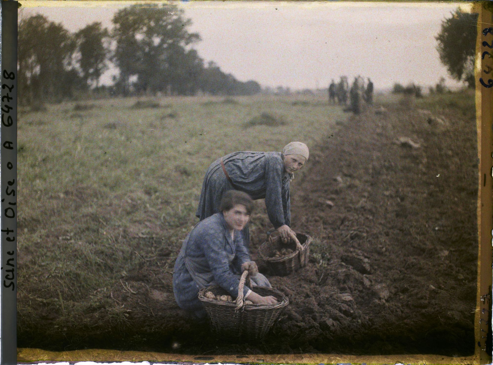 Image représentant Ile de France, Maffliers, Jeunes filles ramassant les pommes de terre après le passage de la charrue