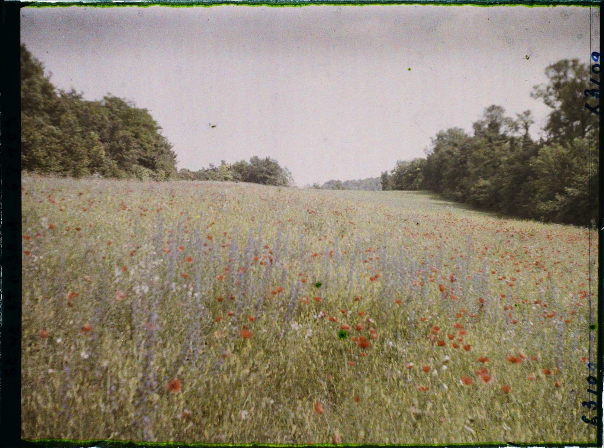 Image représentant Ile de France, Luzarches, Fleurs des Champs