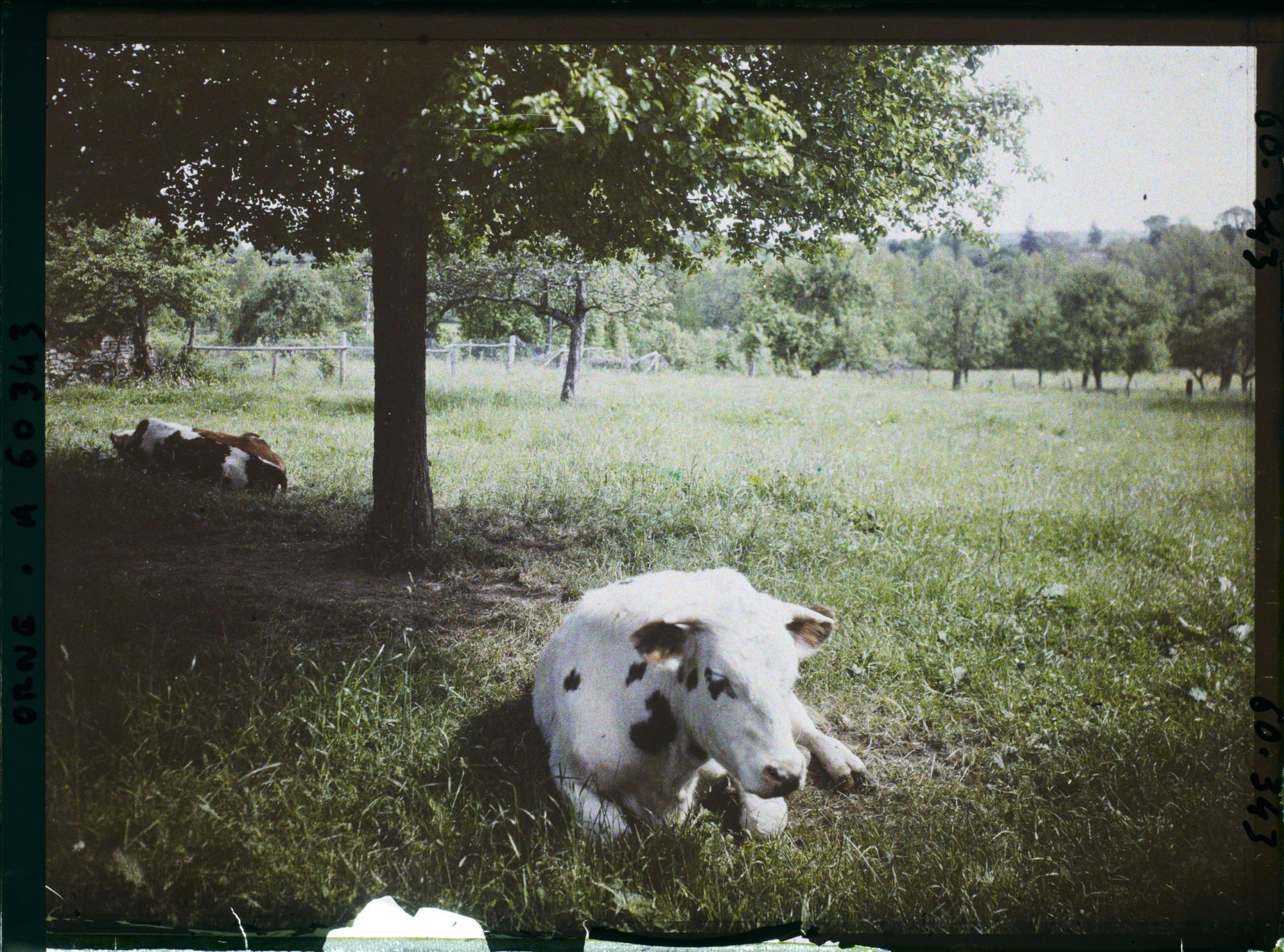 Image représentant Pâturage