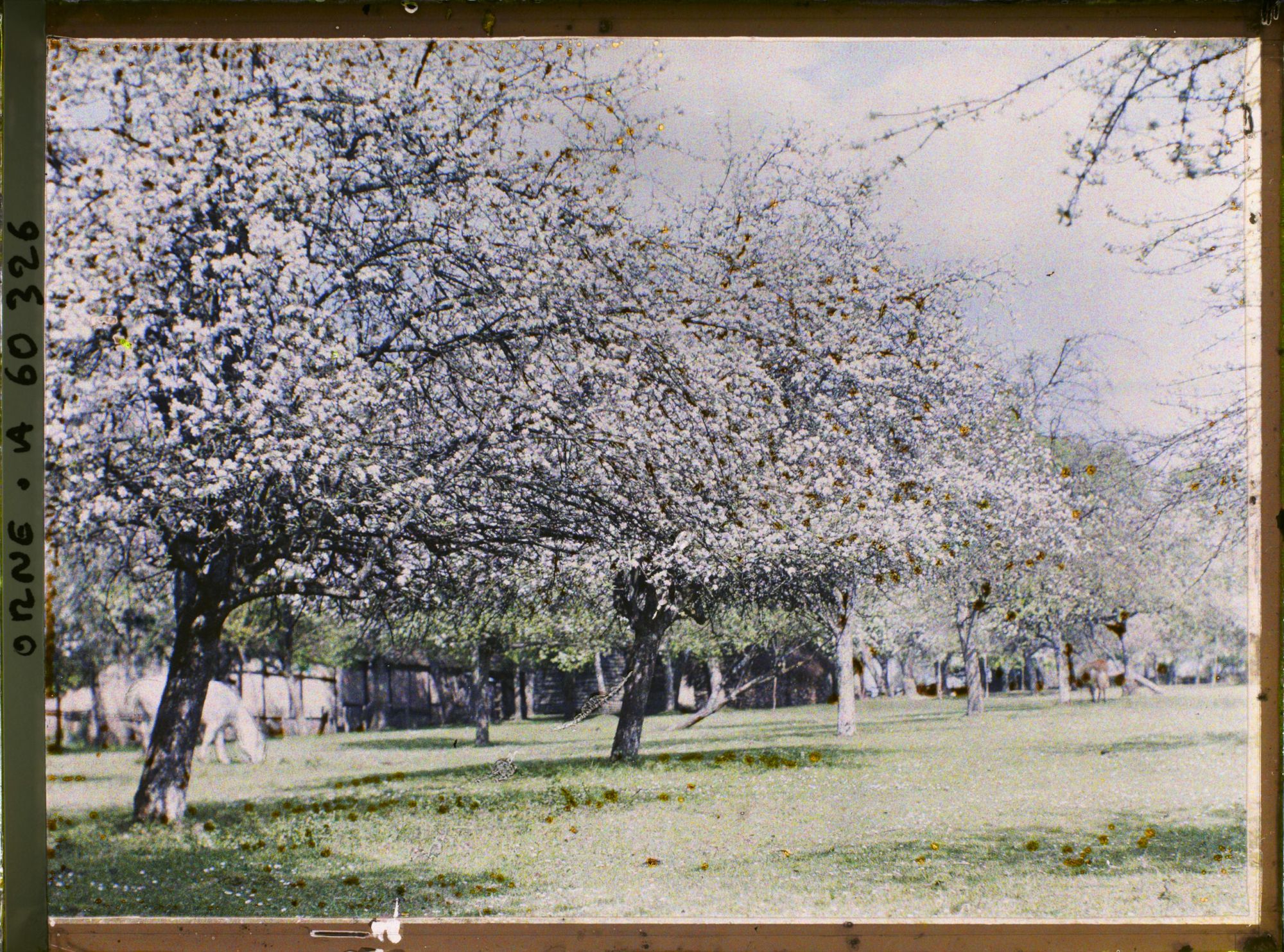 Image représentant Verger en fleur