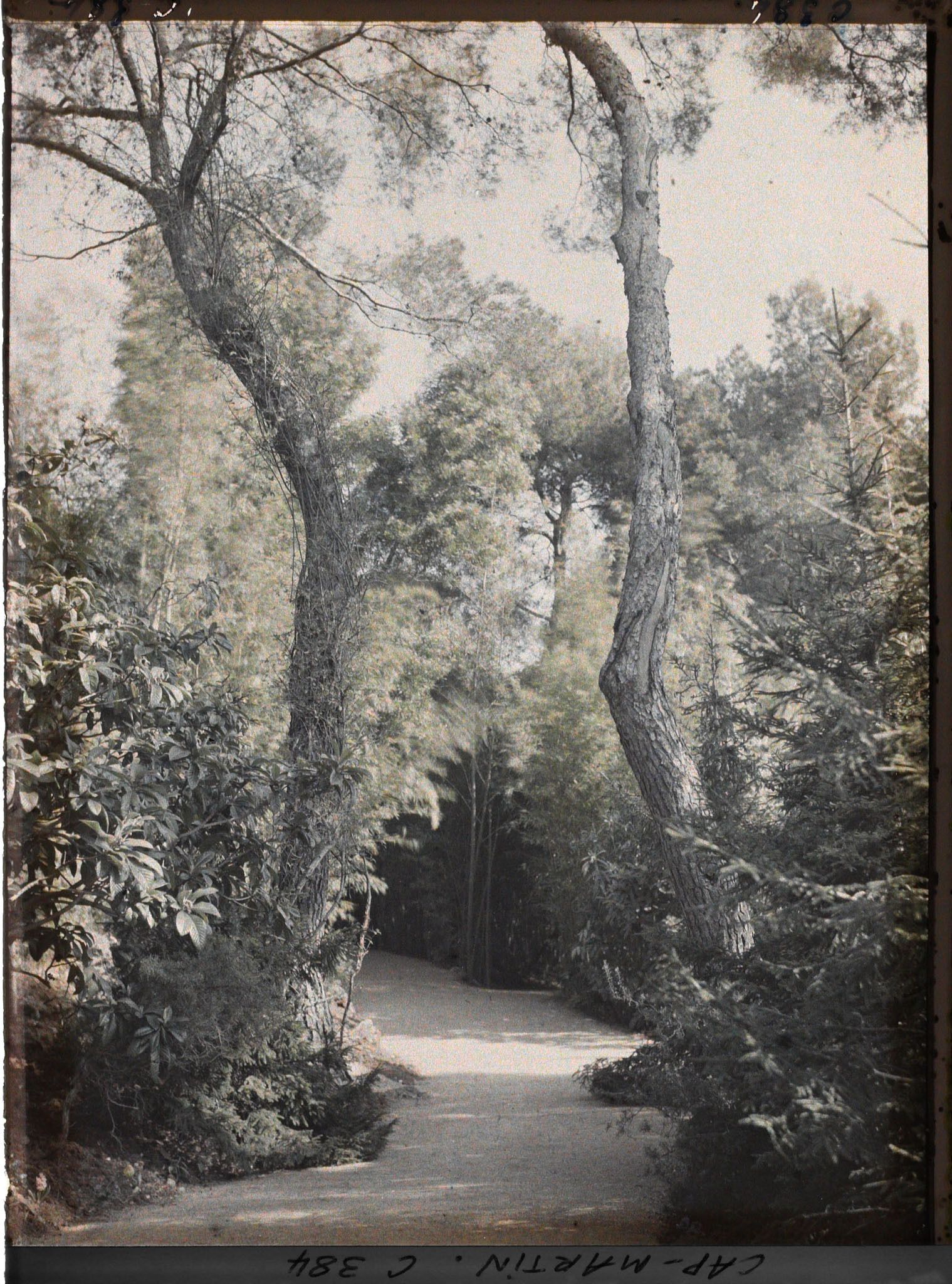 Image représentant Cap Martin Le Jardin