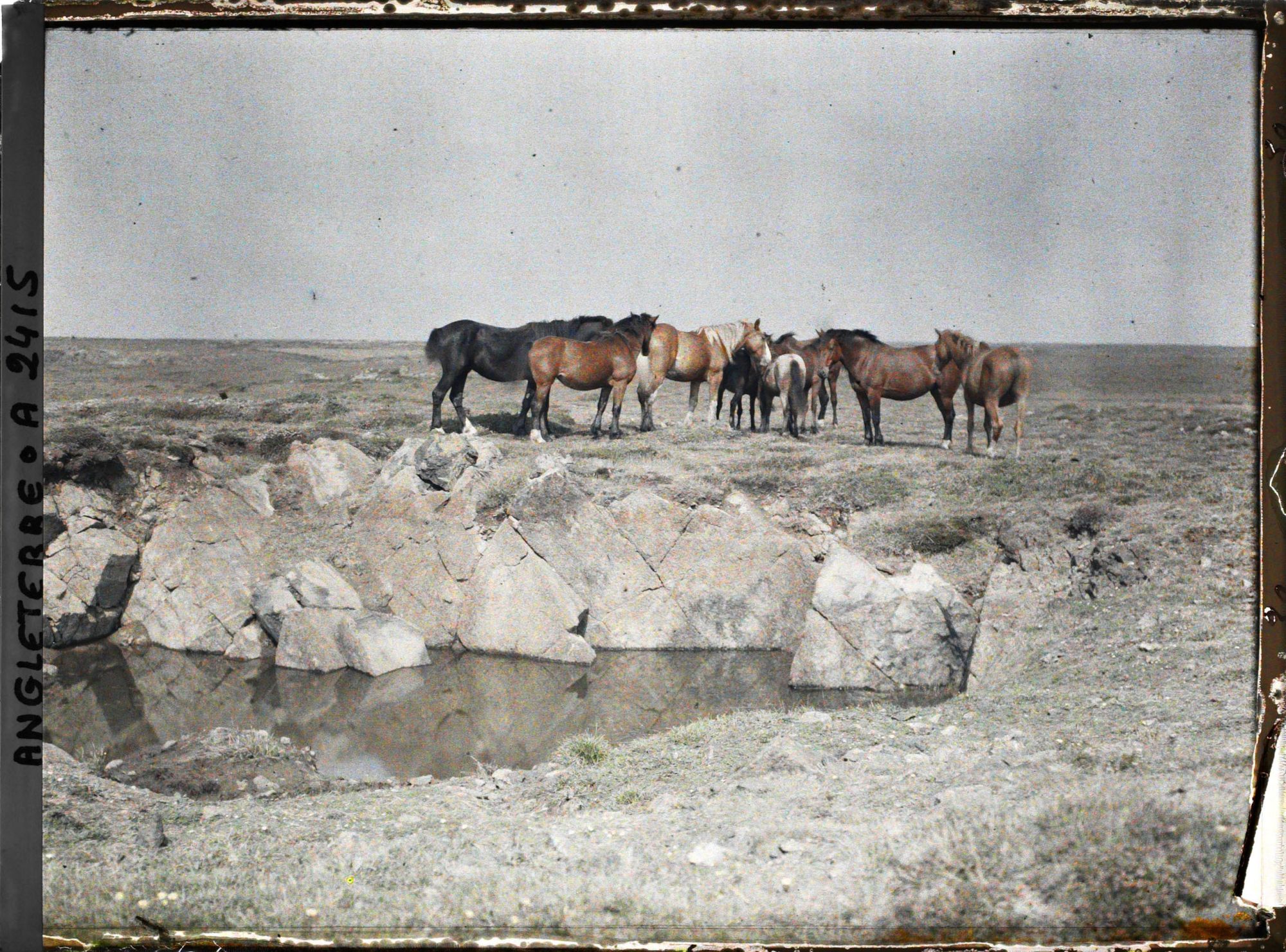 Image représentant Troupeau de chevaux