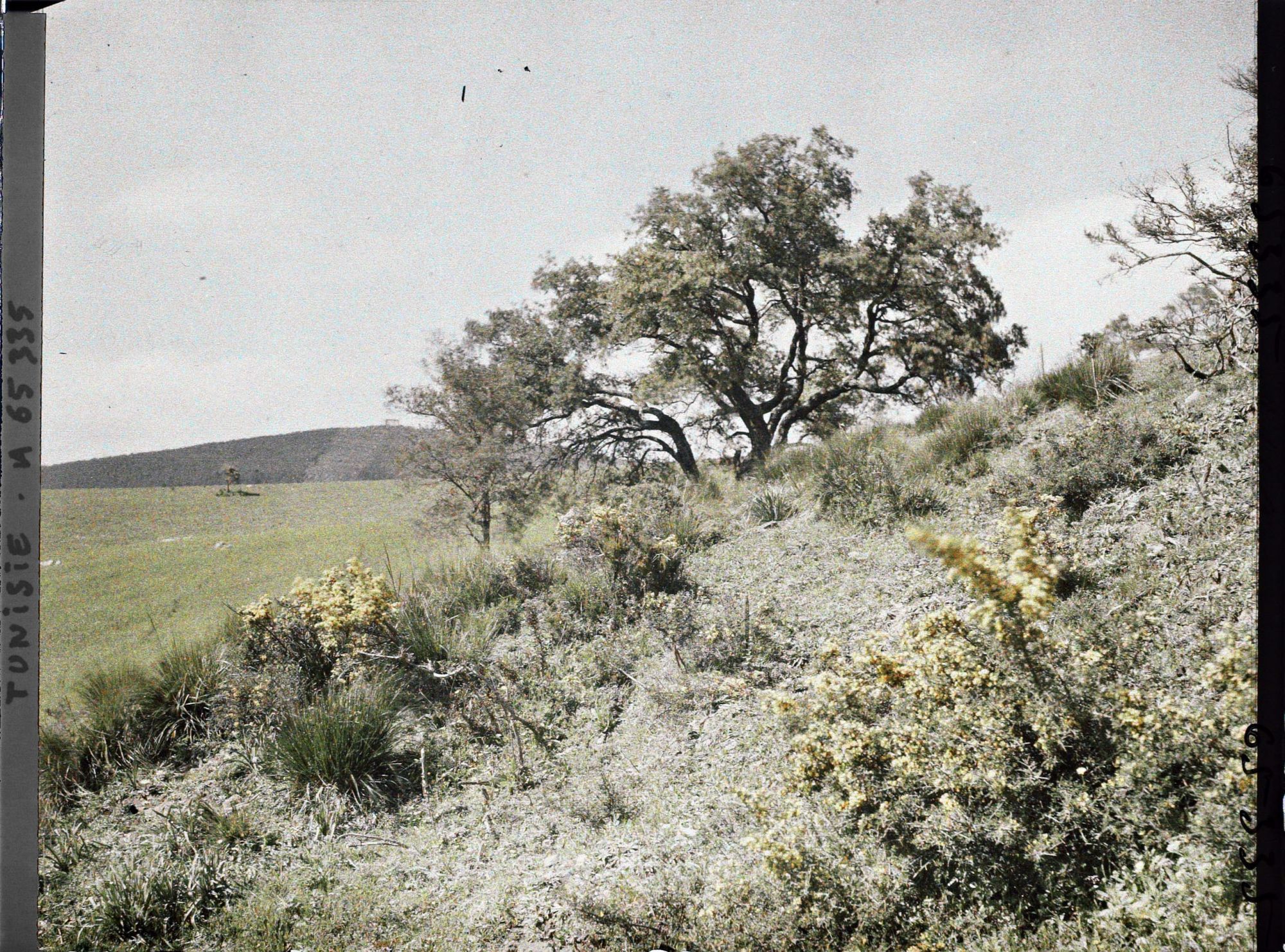 Image représentant La lisière de la forêt de chênes