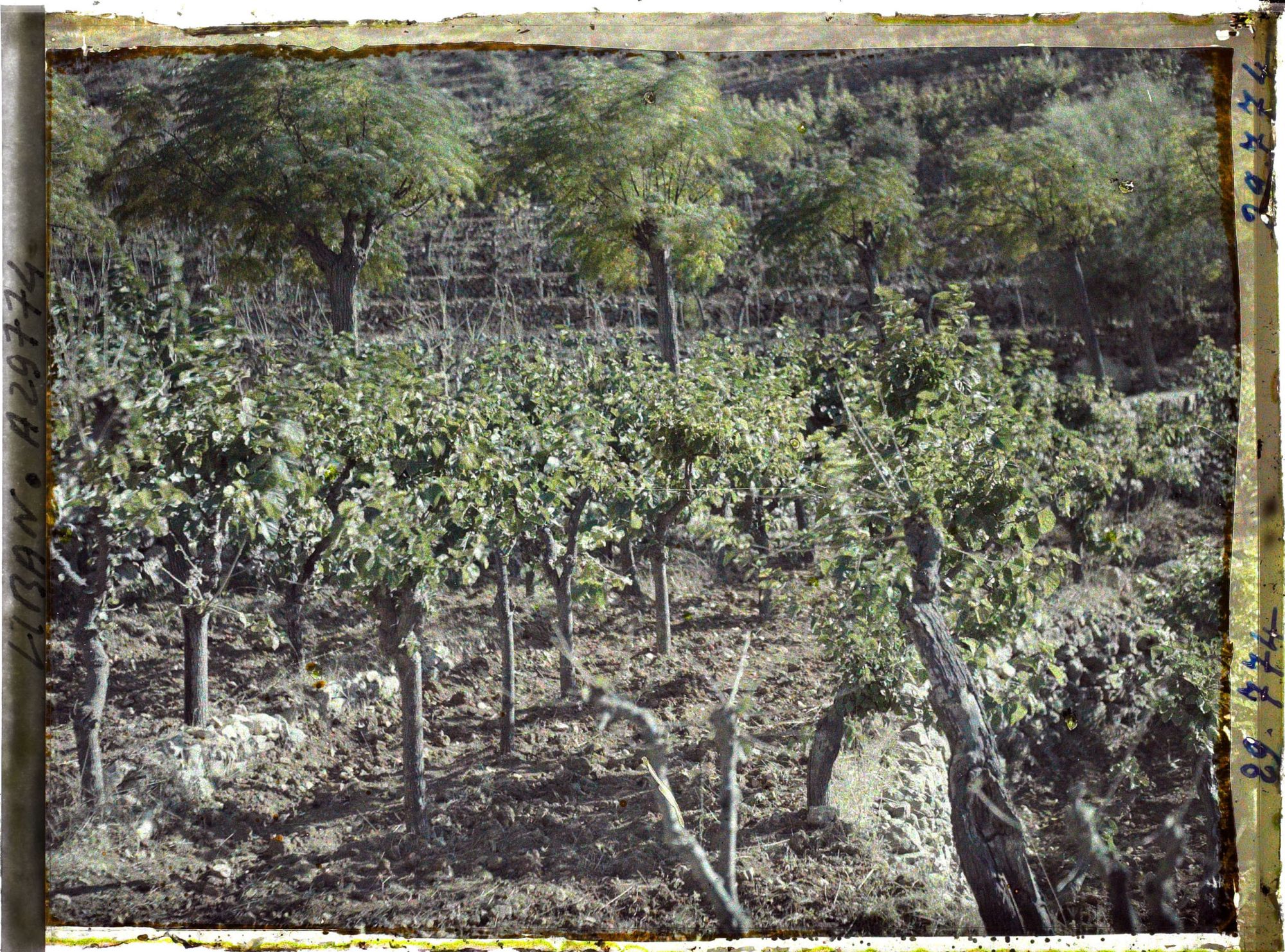 Image représentant Des mûriers pour l'élevage du ver à soie