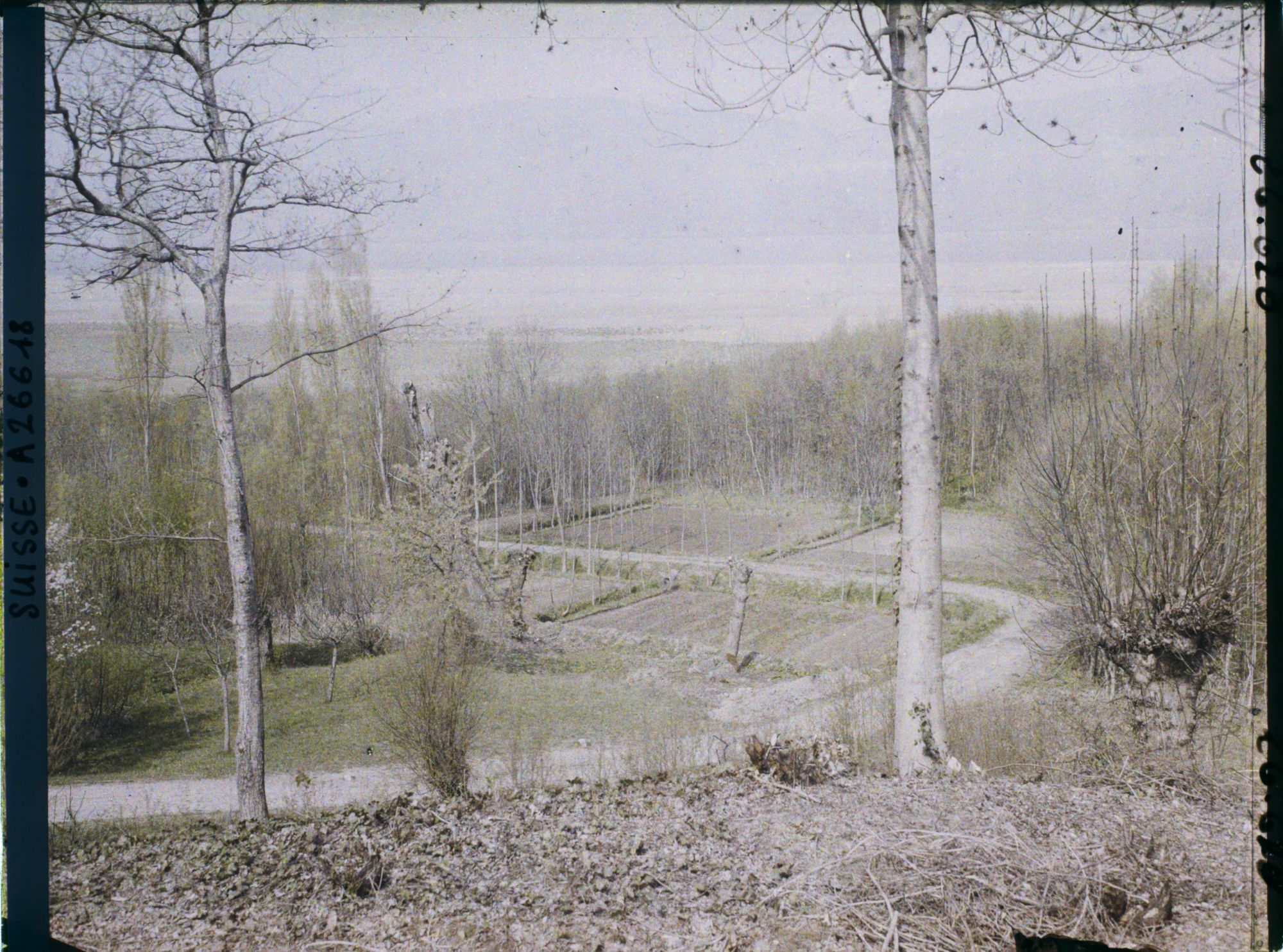 Image représentant Site palafittique préhistorique des Alpes, pieux en bois visibles lors de la baisse des eaux après la grande sécheresse de 1921 sur le lac de Neuchâtel