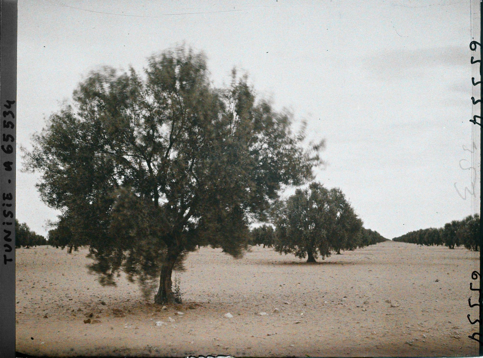 Image représentant Oliviers de 20 ans