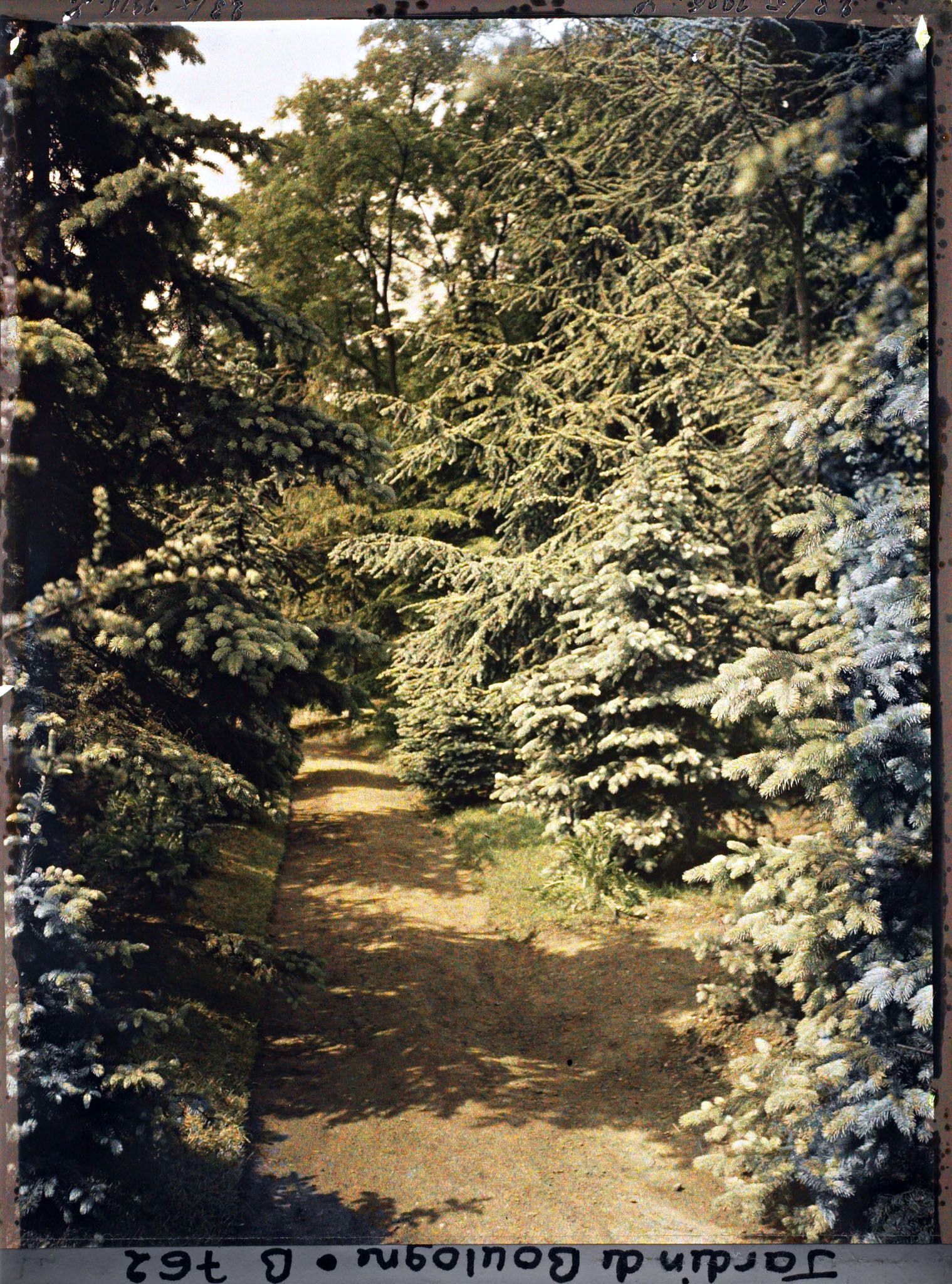 Image représentant La forêt bleue