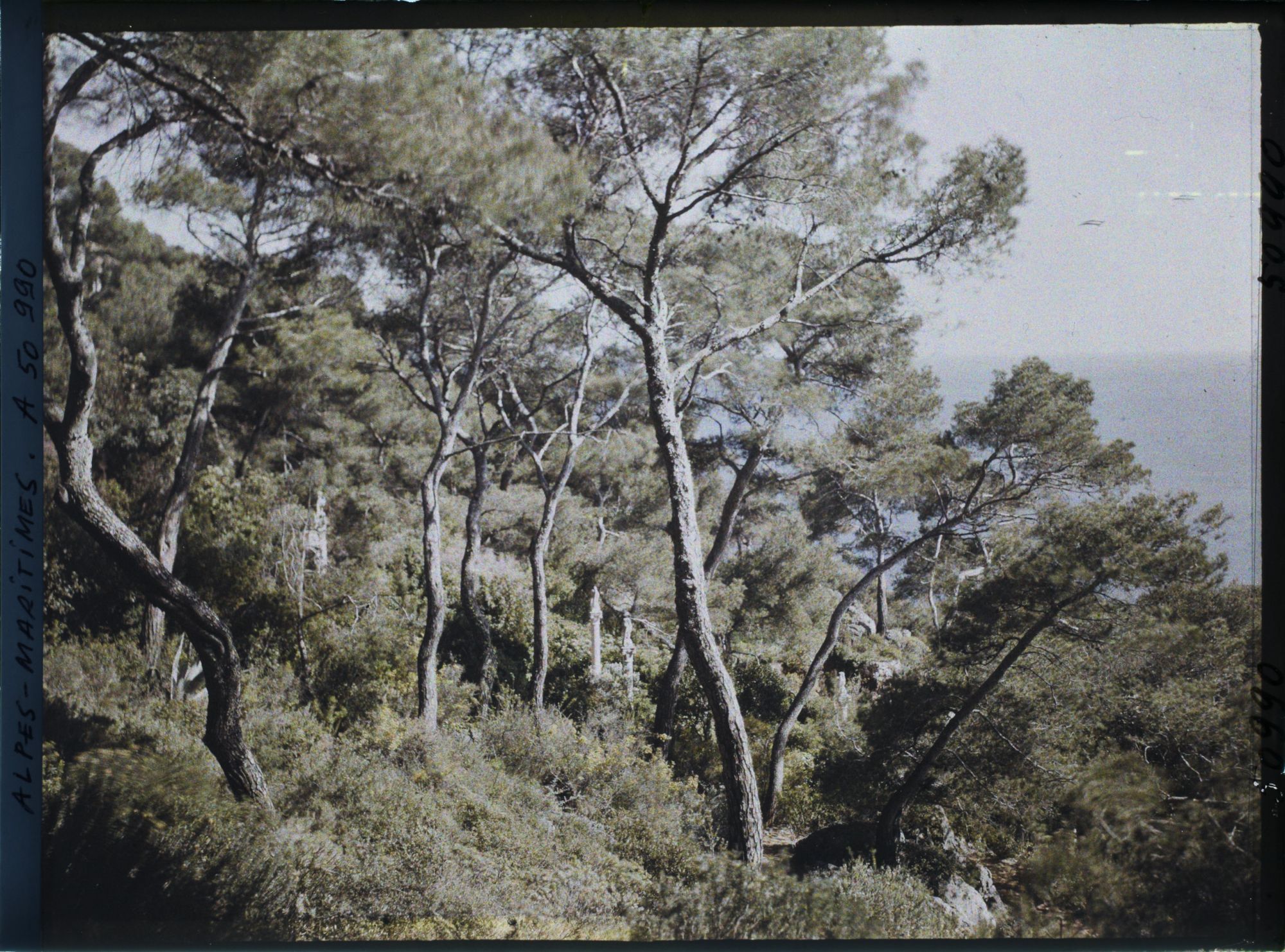 Image représentant Ponctuations d'éléments sculptés dans la pinède de la villa Cypris dominant la mer