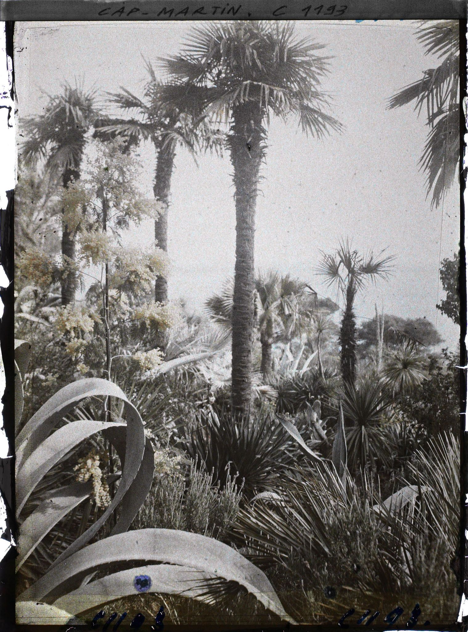 Image représentant le Jardin