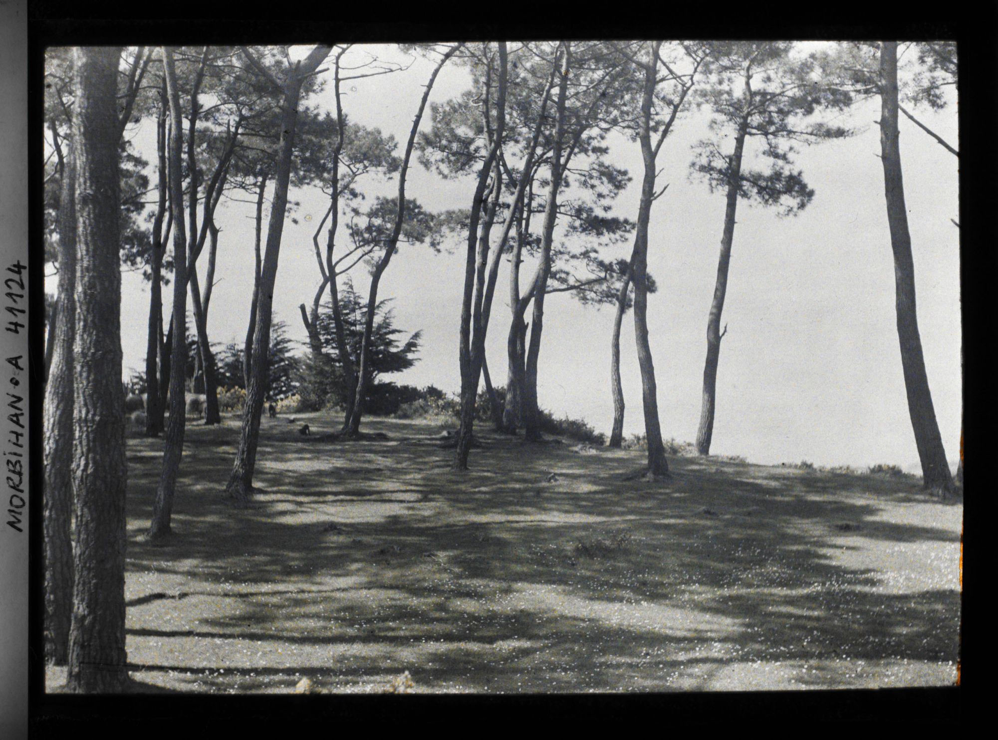 Image représentant Le bois d'Amour et ses pins parasols