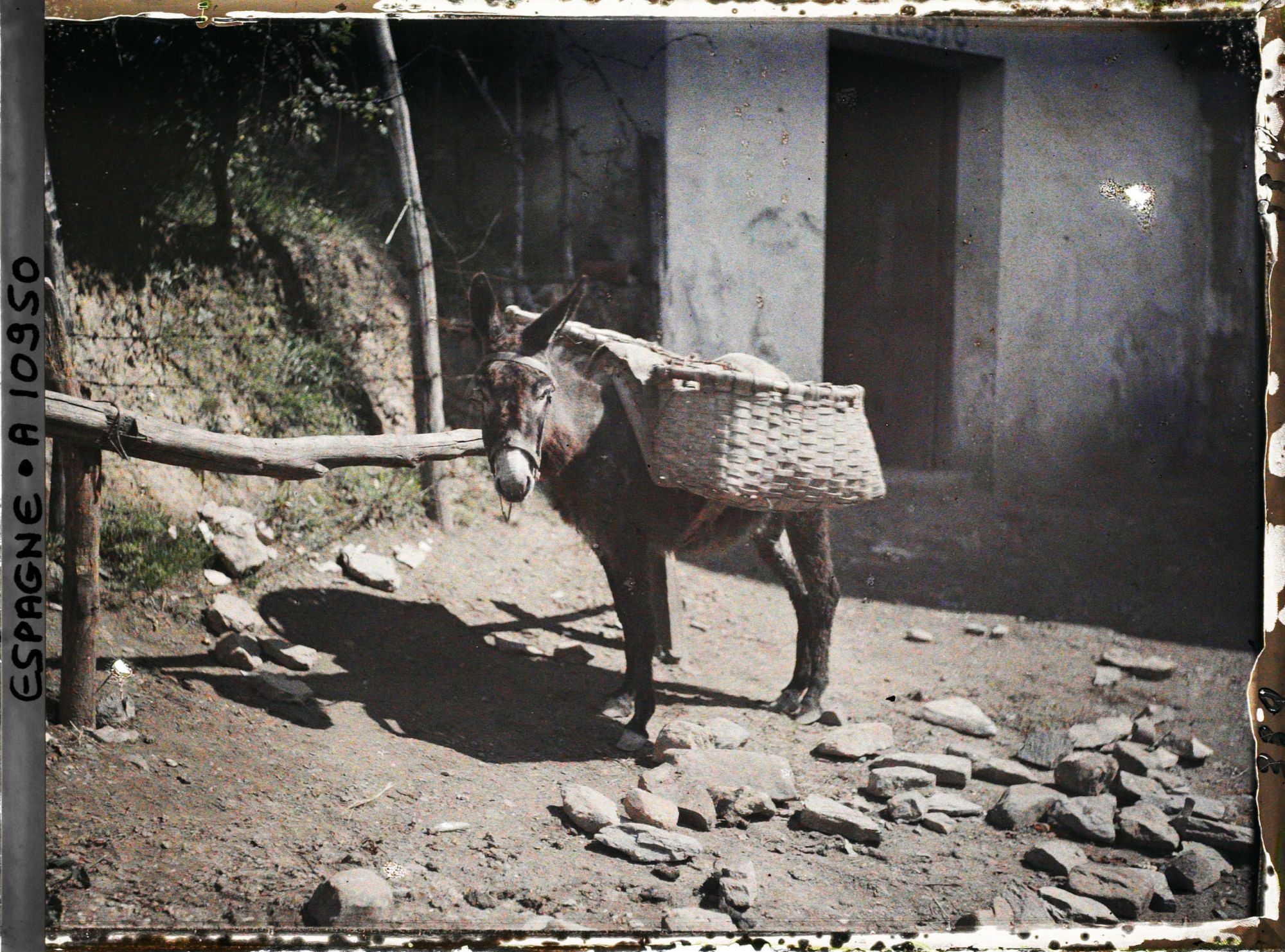Image représentant Espagne, Bilbao, Un petit âne avec les paniers (festos)