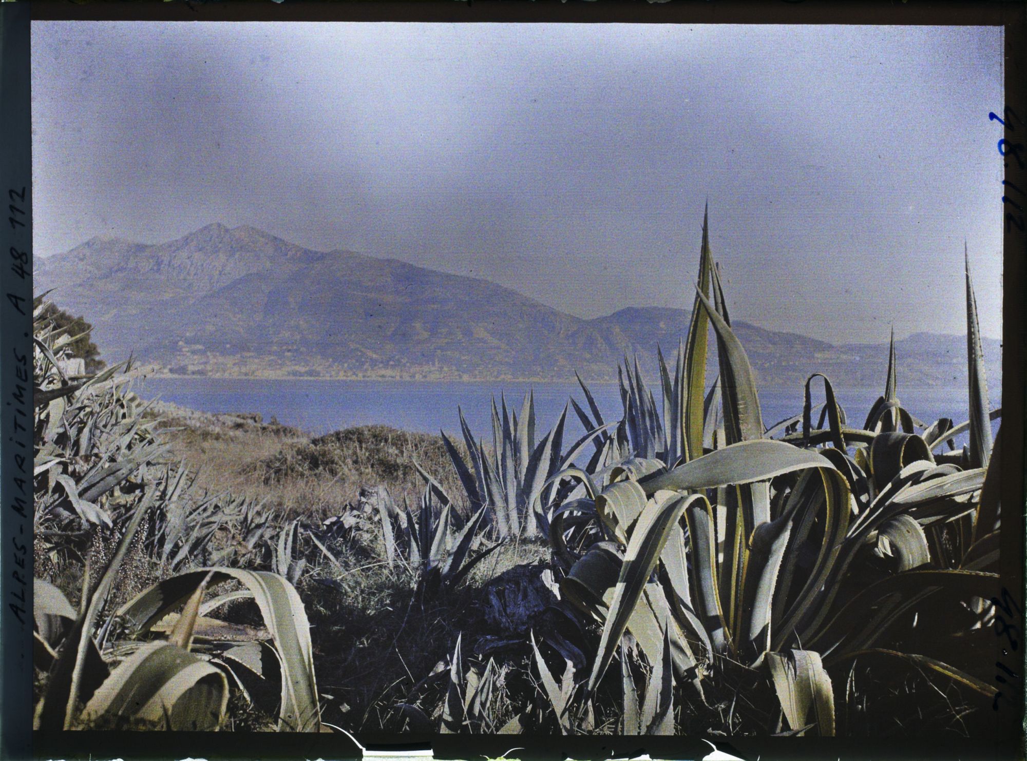 Image représentant Panorama sur Menton, vu depuis le rivage du cap Martin parsemé d'agaves