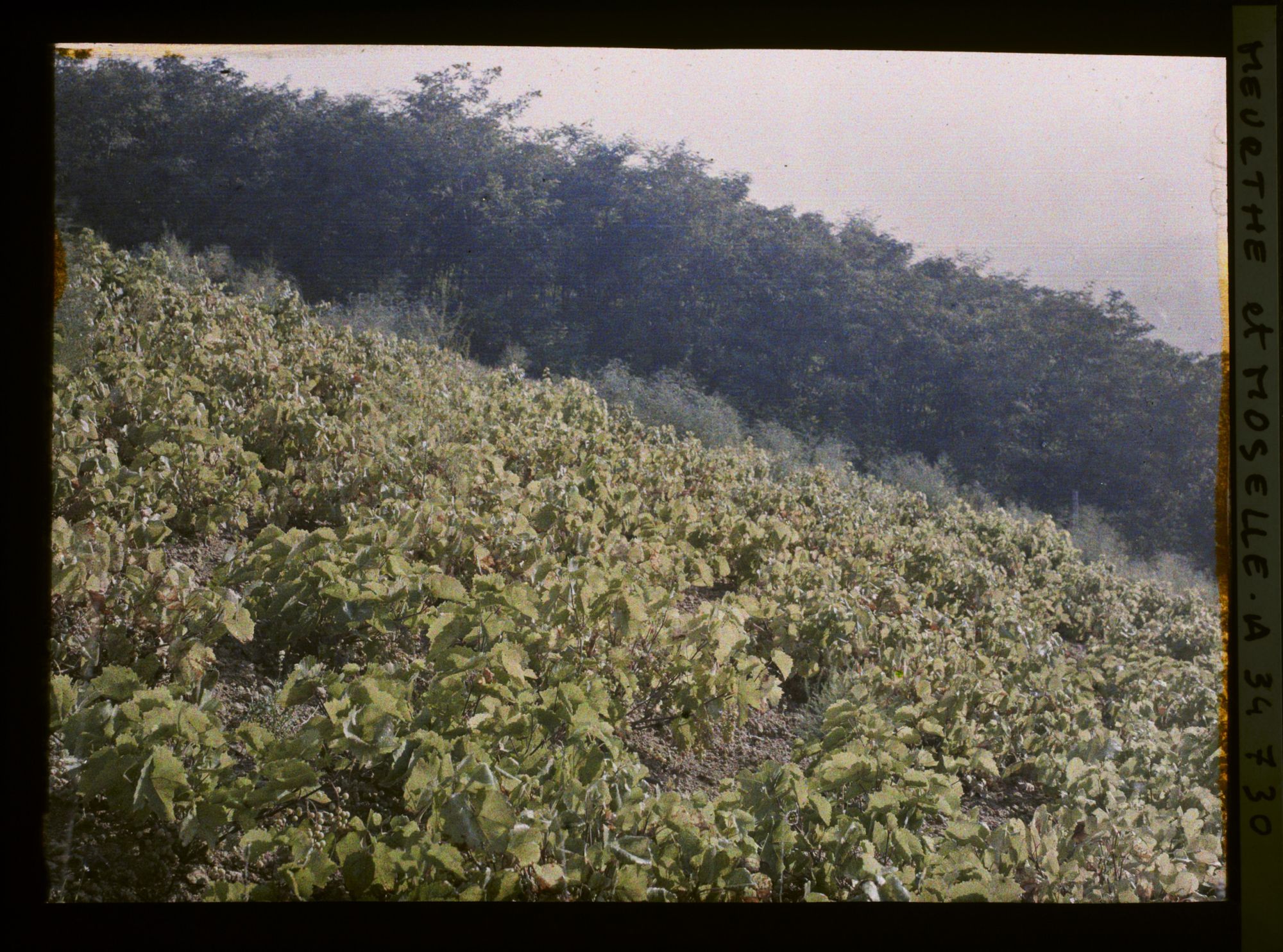 Image représentant France, Thiaucourt, Une vigne au Soleil levant