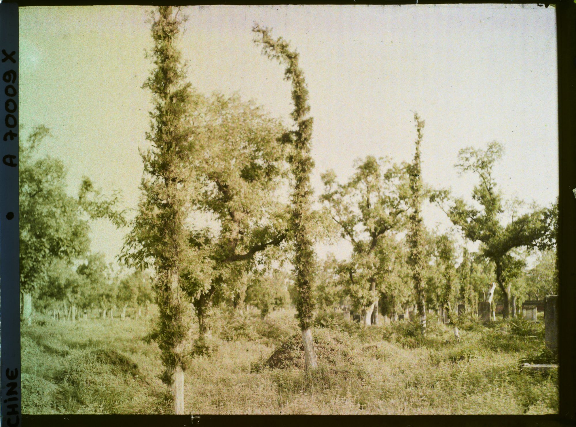 Image représentant Probablement Konglin, la nécropole de la famille de Confucius