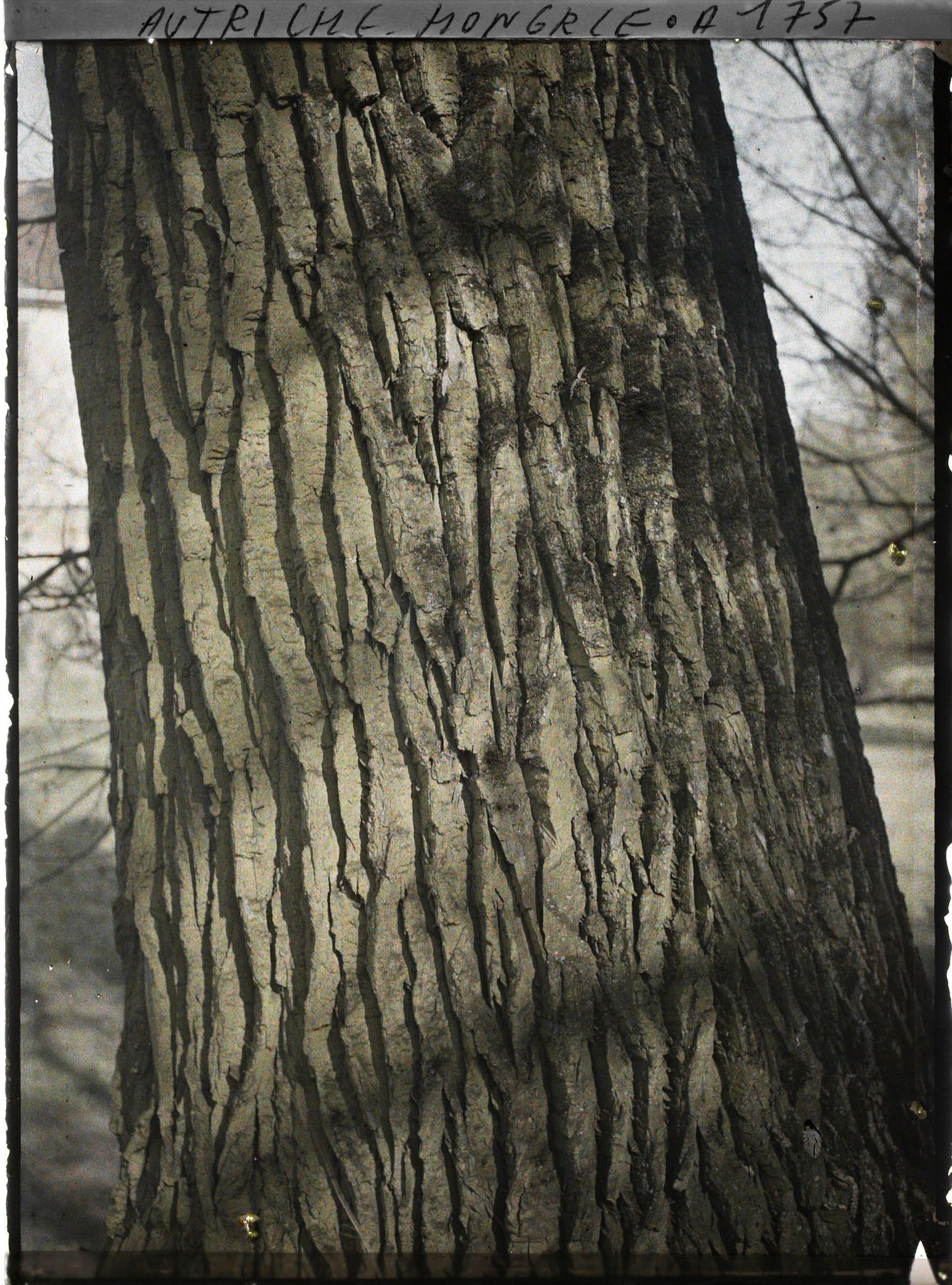 Image représentant Autriche Hongrie, Lundenbourg, Un tronc de tilleul tout moussu (1m50 de diamètre)