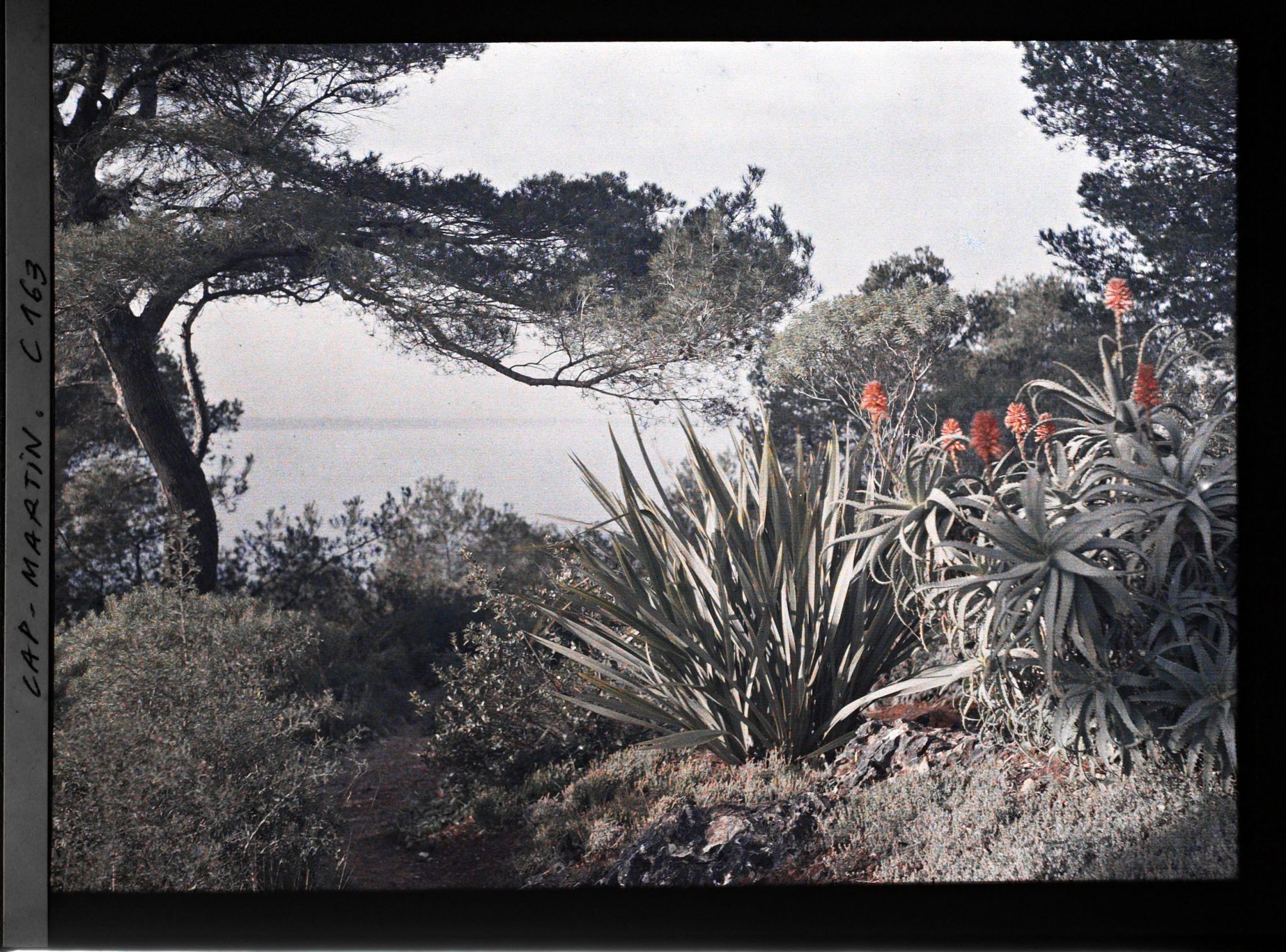 Image représentant Cap Martin - Le Jardin