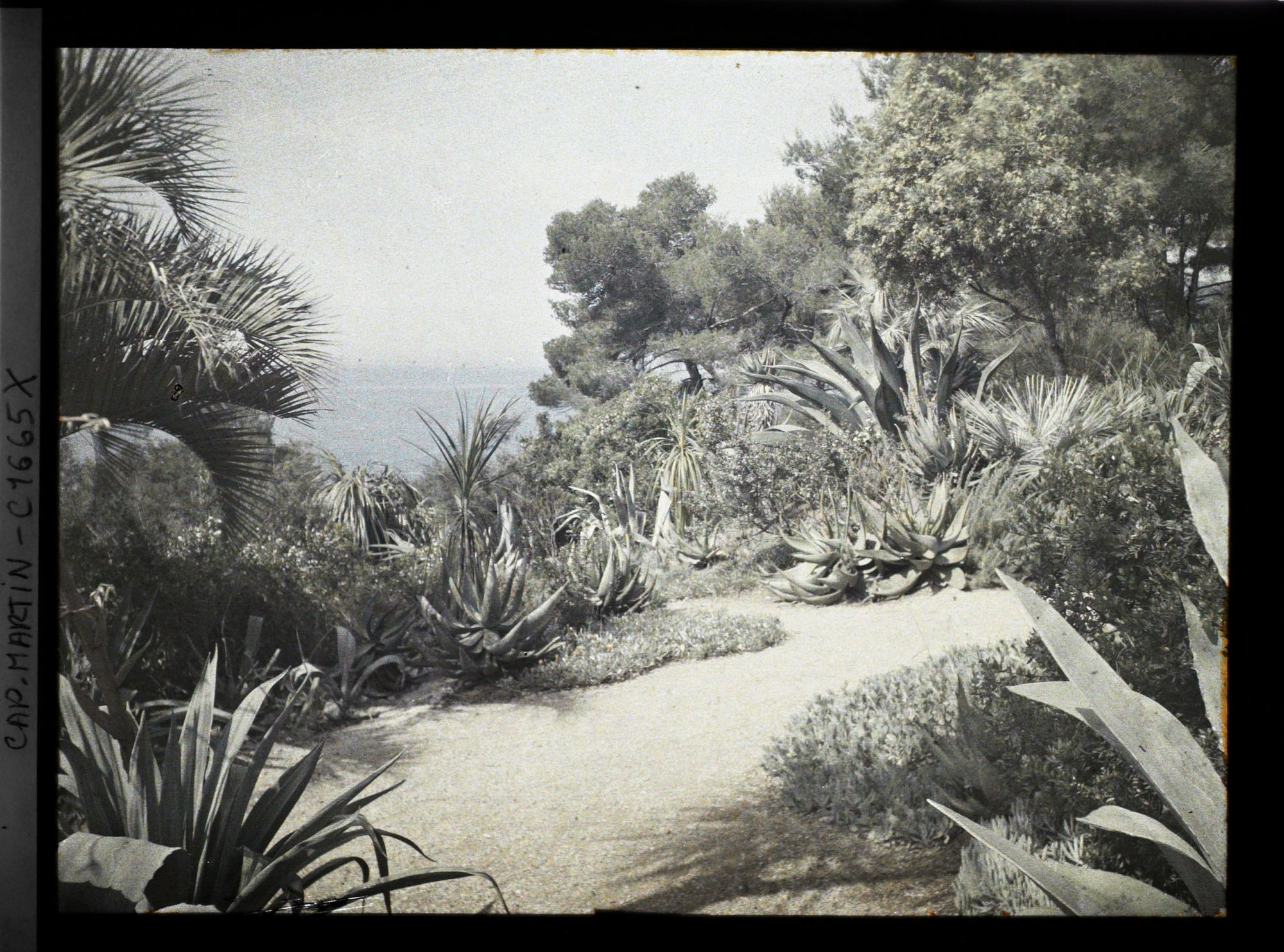 Image représentant Allées dominant la mer, bordées d'agaves, de yuccas et de plantes tapissantes