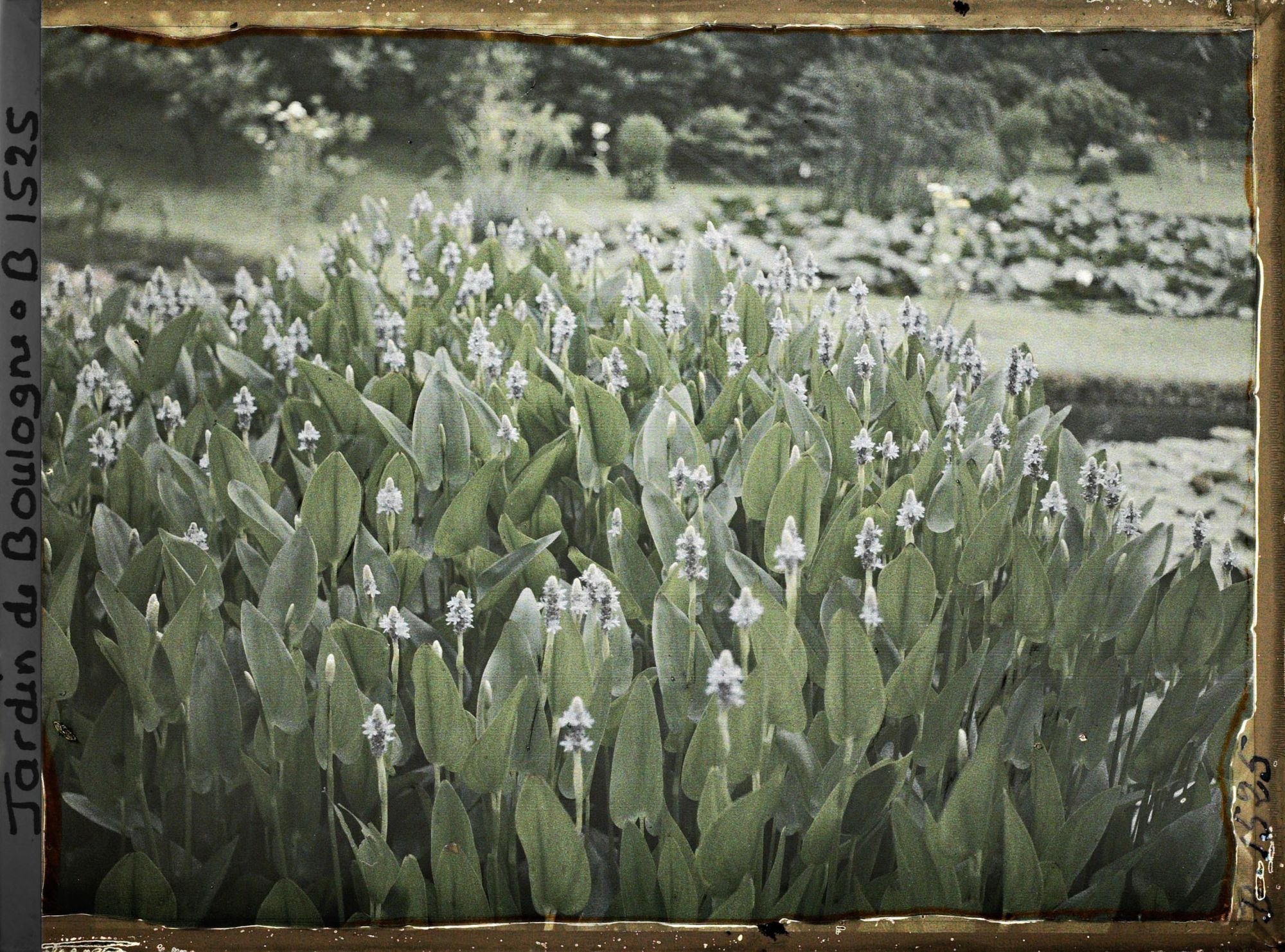 Image représentant Floraison bleue aux étangs